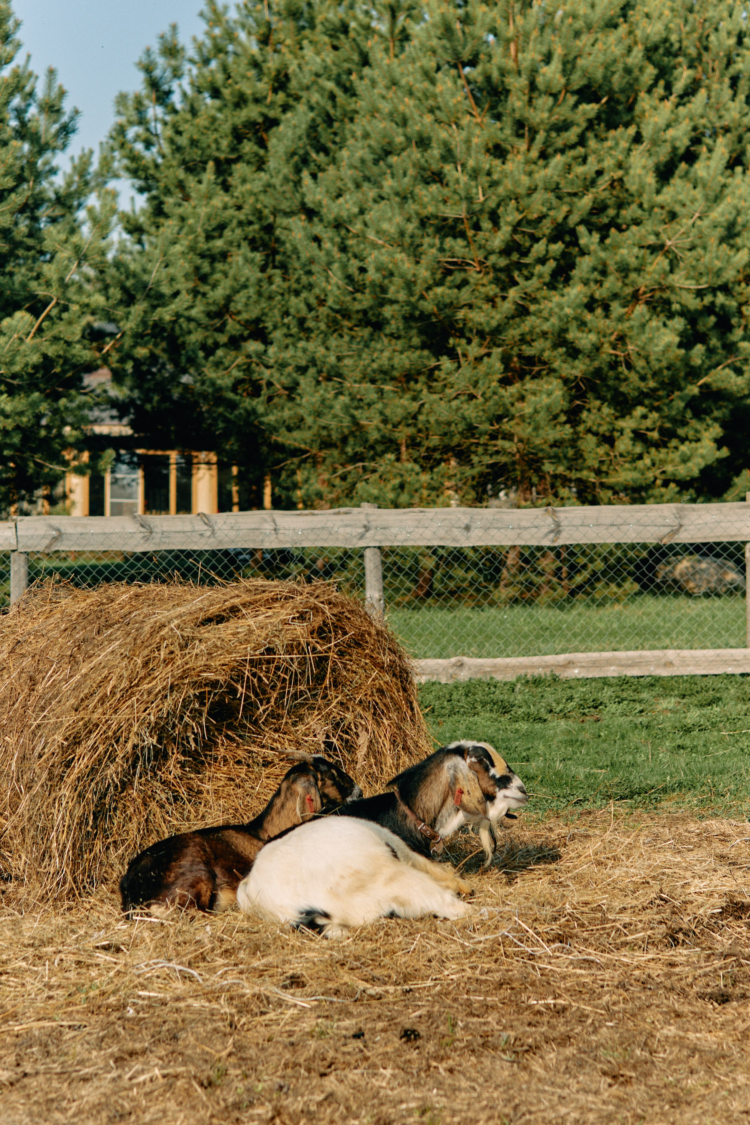 Бутик-отель Поле летом. Профессиональный Фотограф во Владимире, в Москве и в Суздале — Полина Романычева
