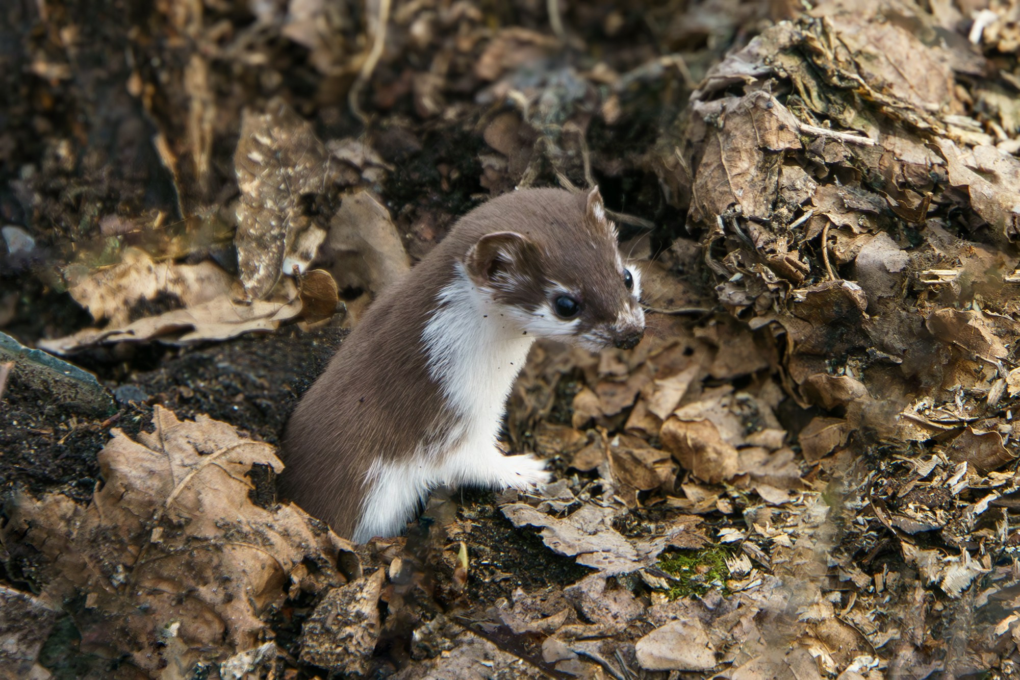 Животные. Ваш личный фотограф Марина Волкова