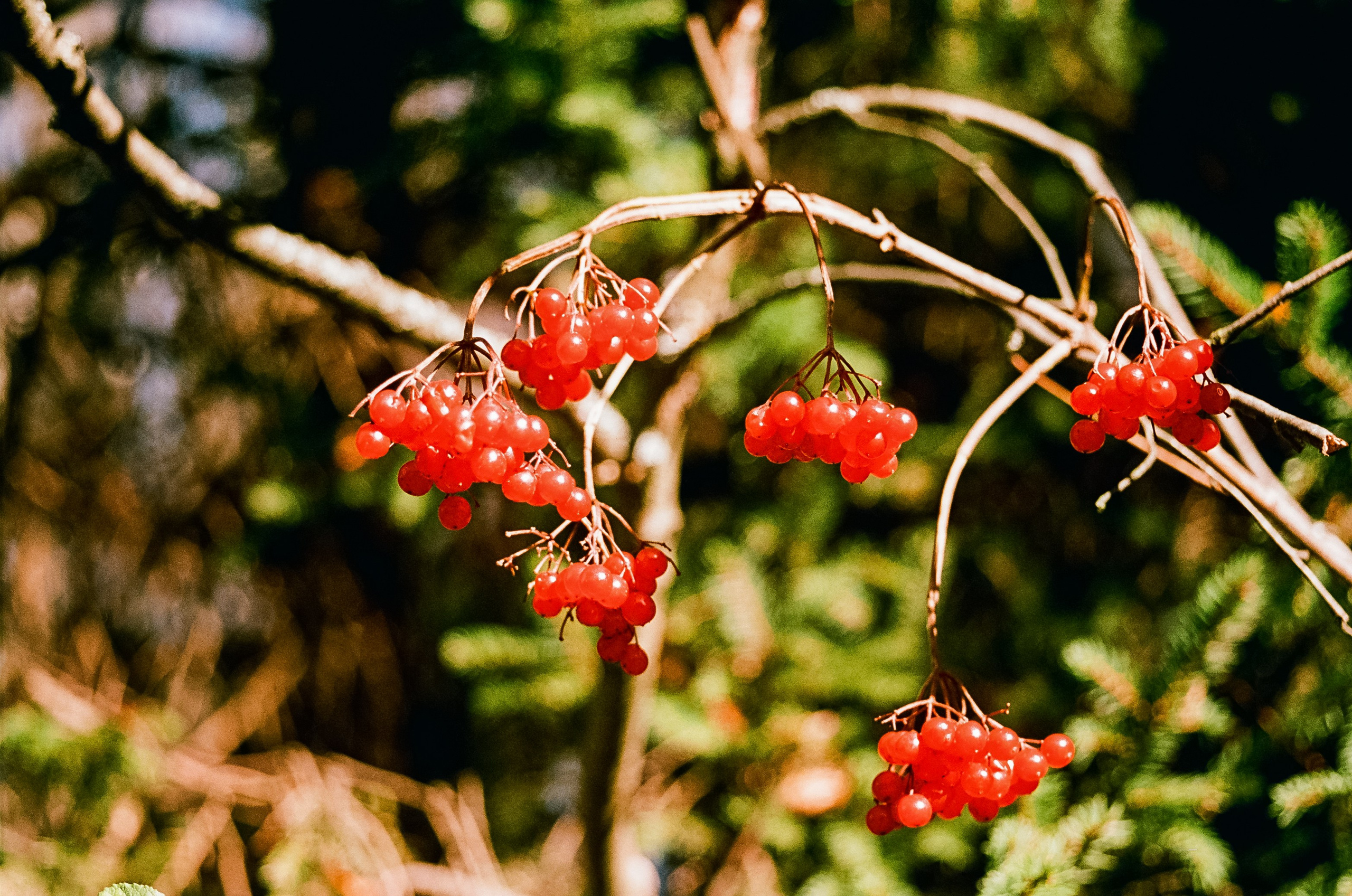 Nikon F100 — Mamiya (645) Sekor C 45 mm f2.8 и Macro 80 mm f/4
