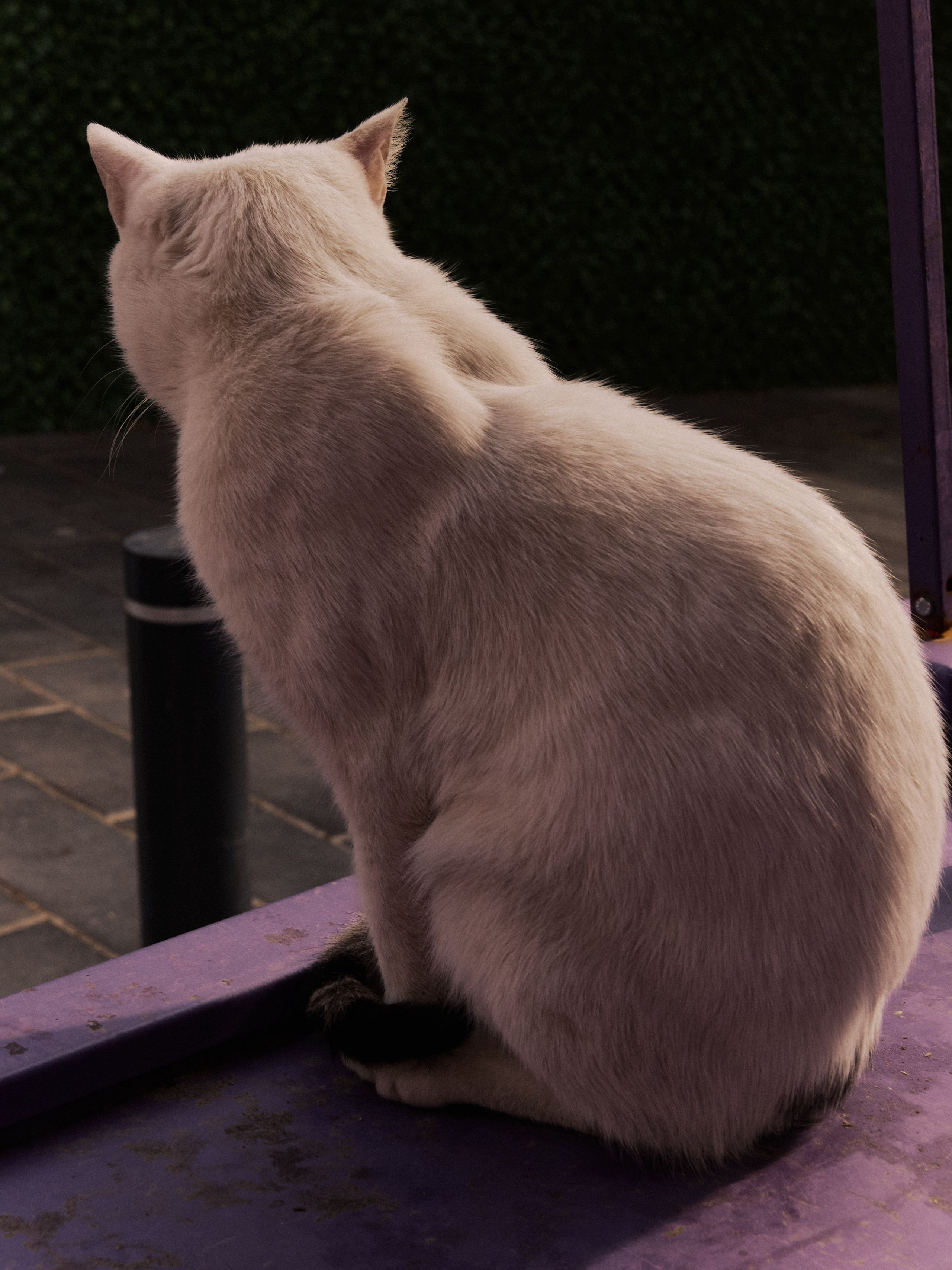 Диптих. Jorgis — фотограф в Хургаде / обучение фотографии