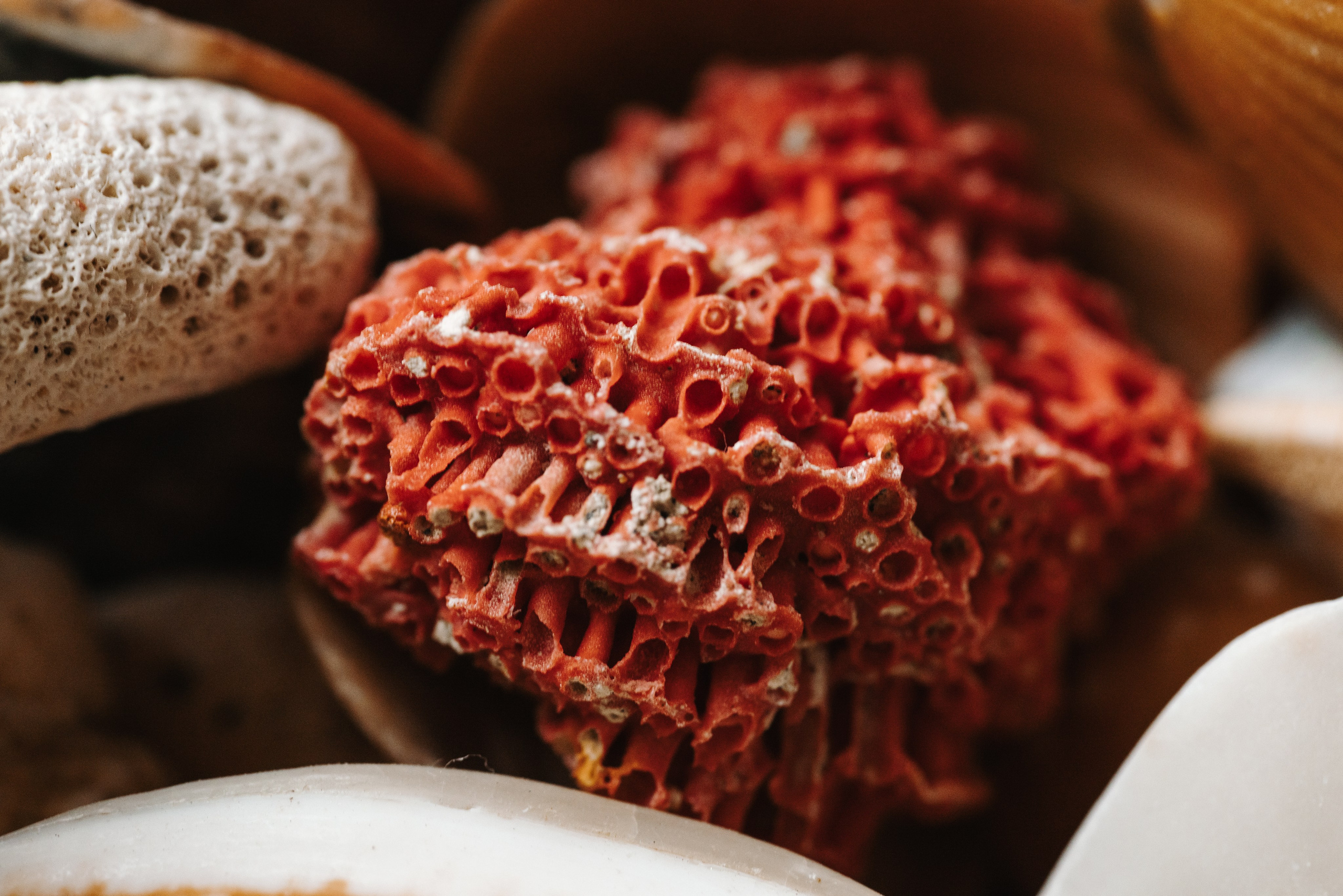 Animal Friendly. Фотограф на Юге России