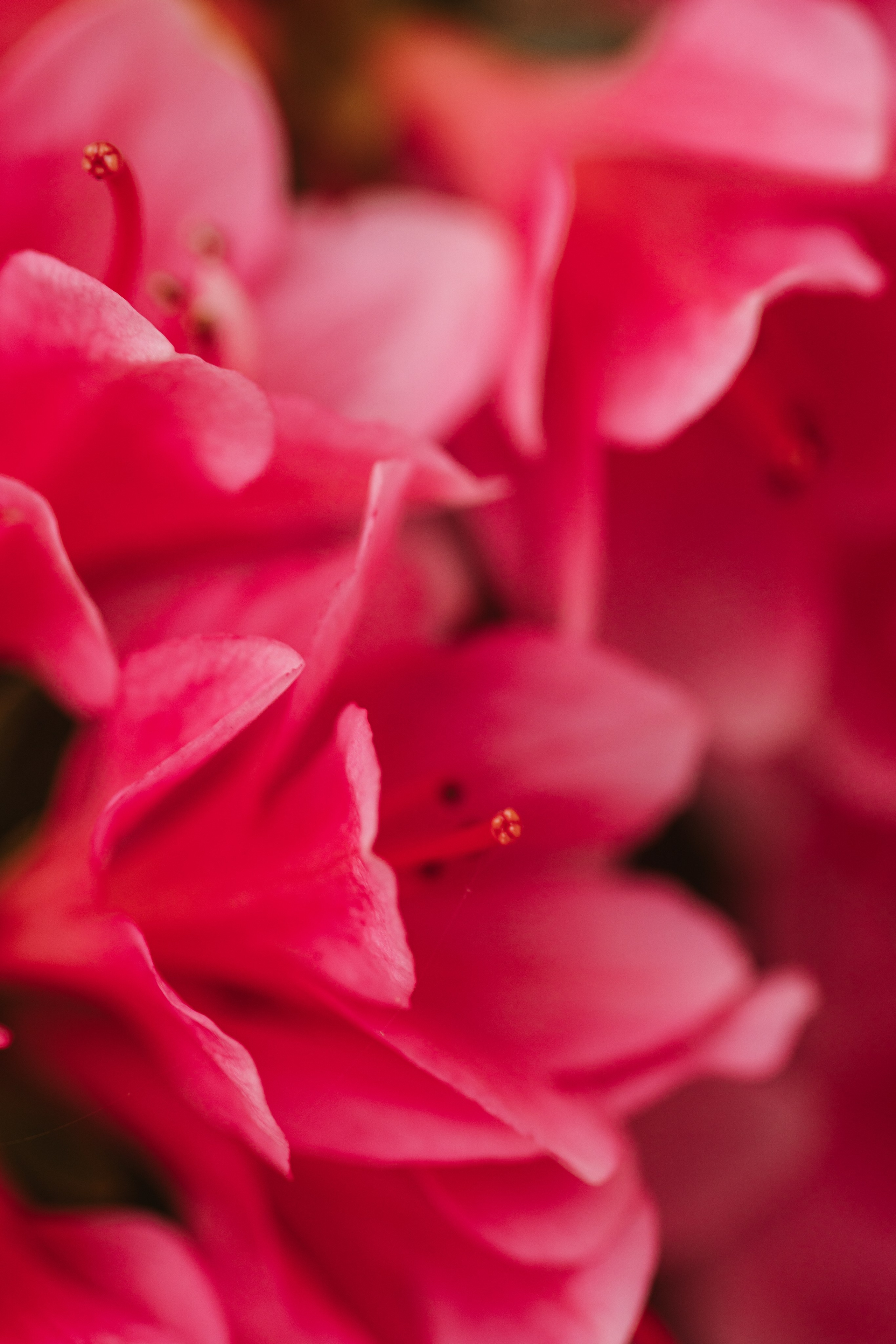 Macro. Фотограф на Юге России