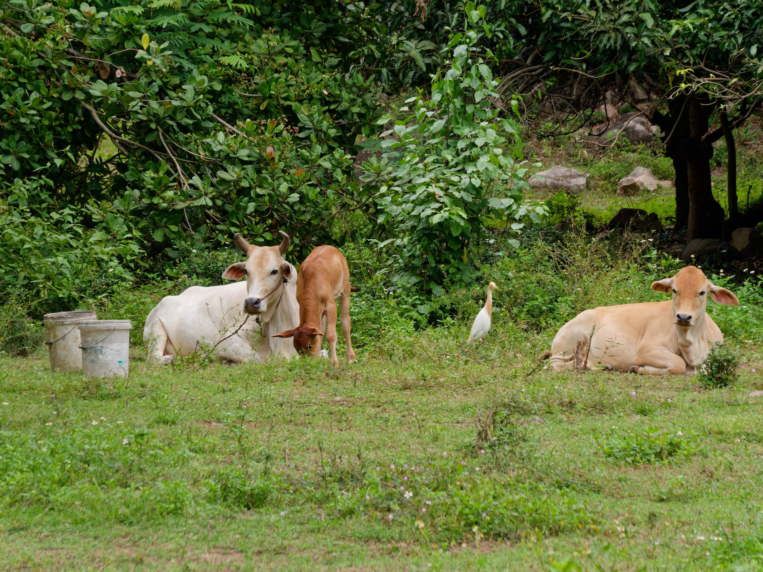 Нячанг 2025 (5). Избранные фотографии