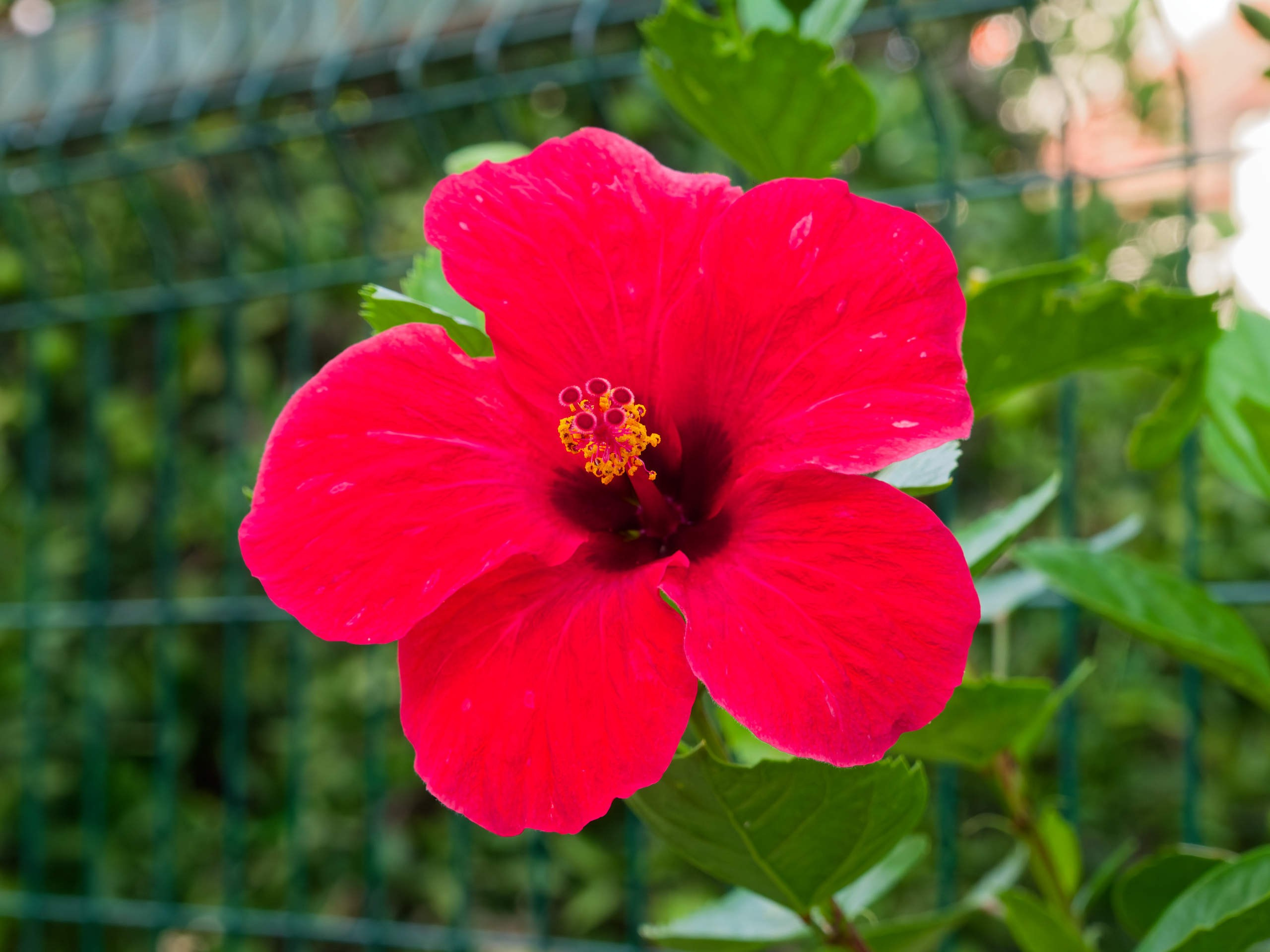 Алания 2025, порт и парк. Избранные фотографии