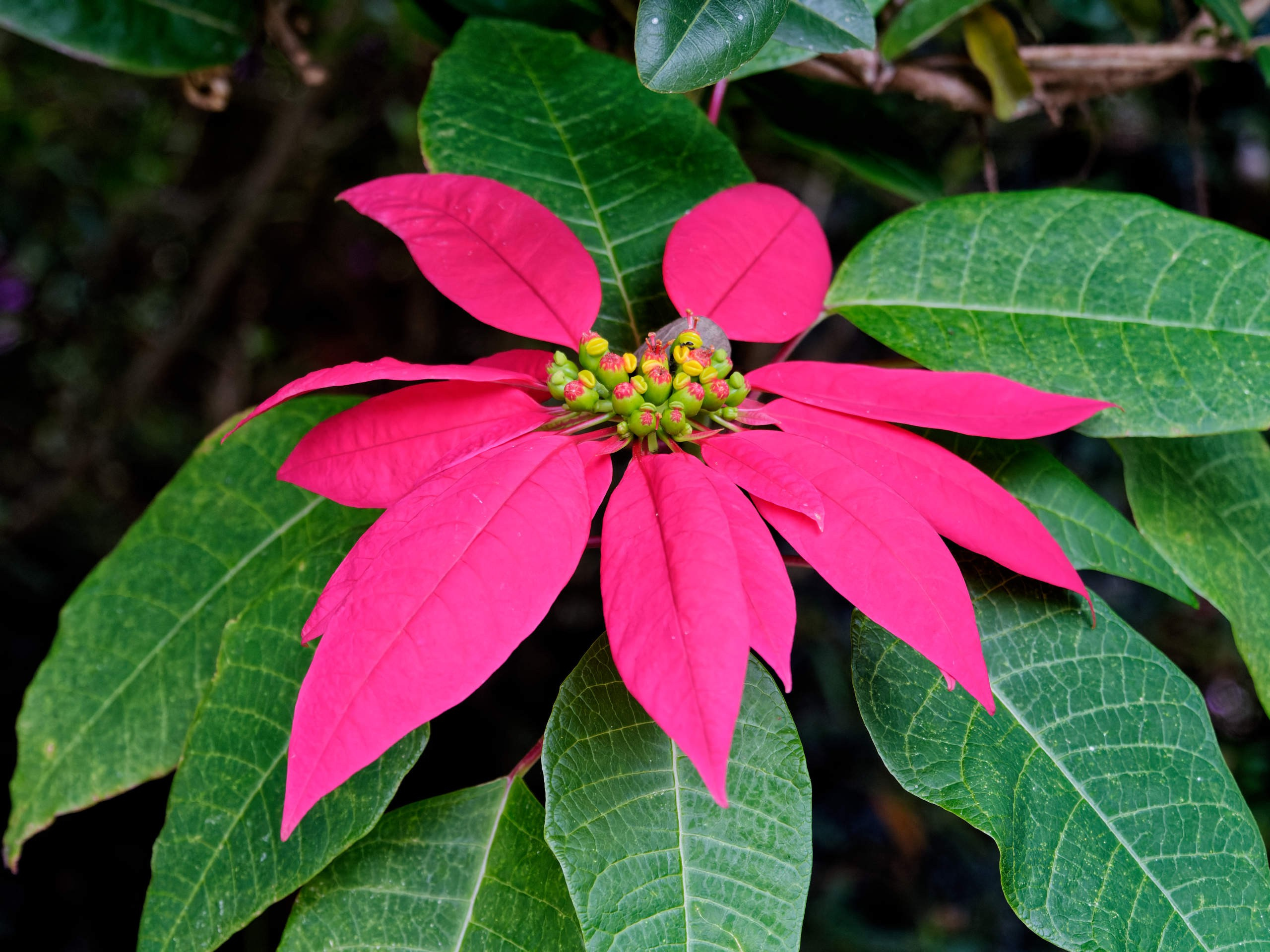 Далат 2023. Избранные фотографии