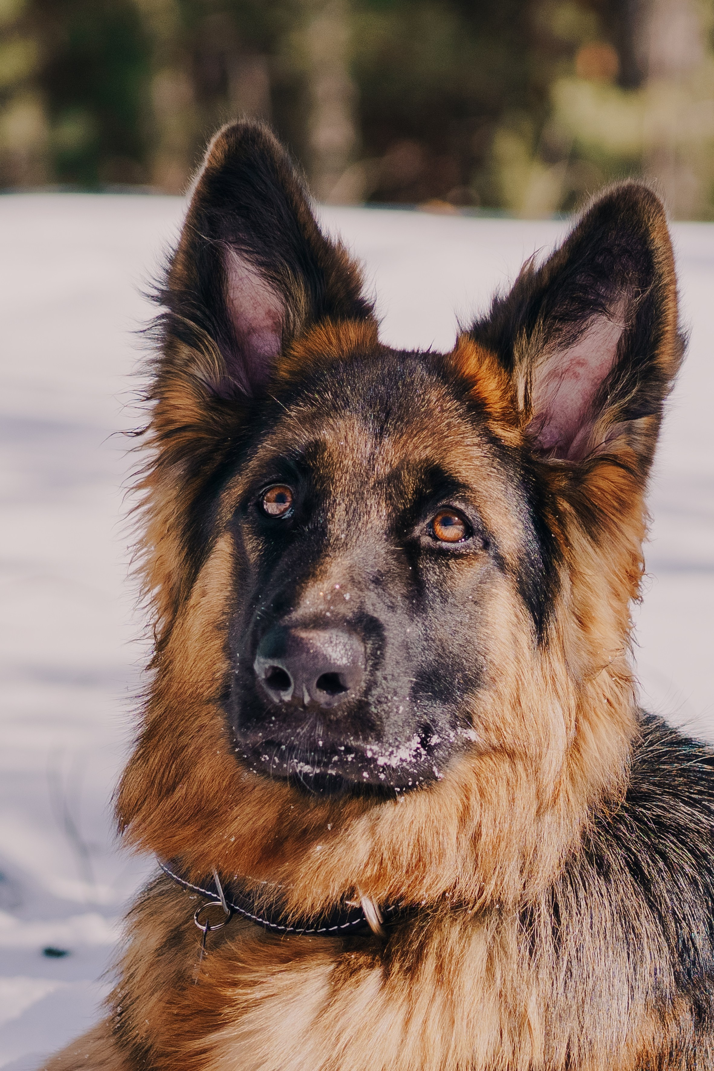 Life with dog. Saamill