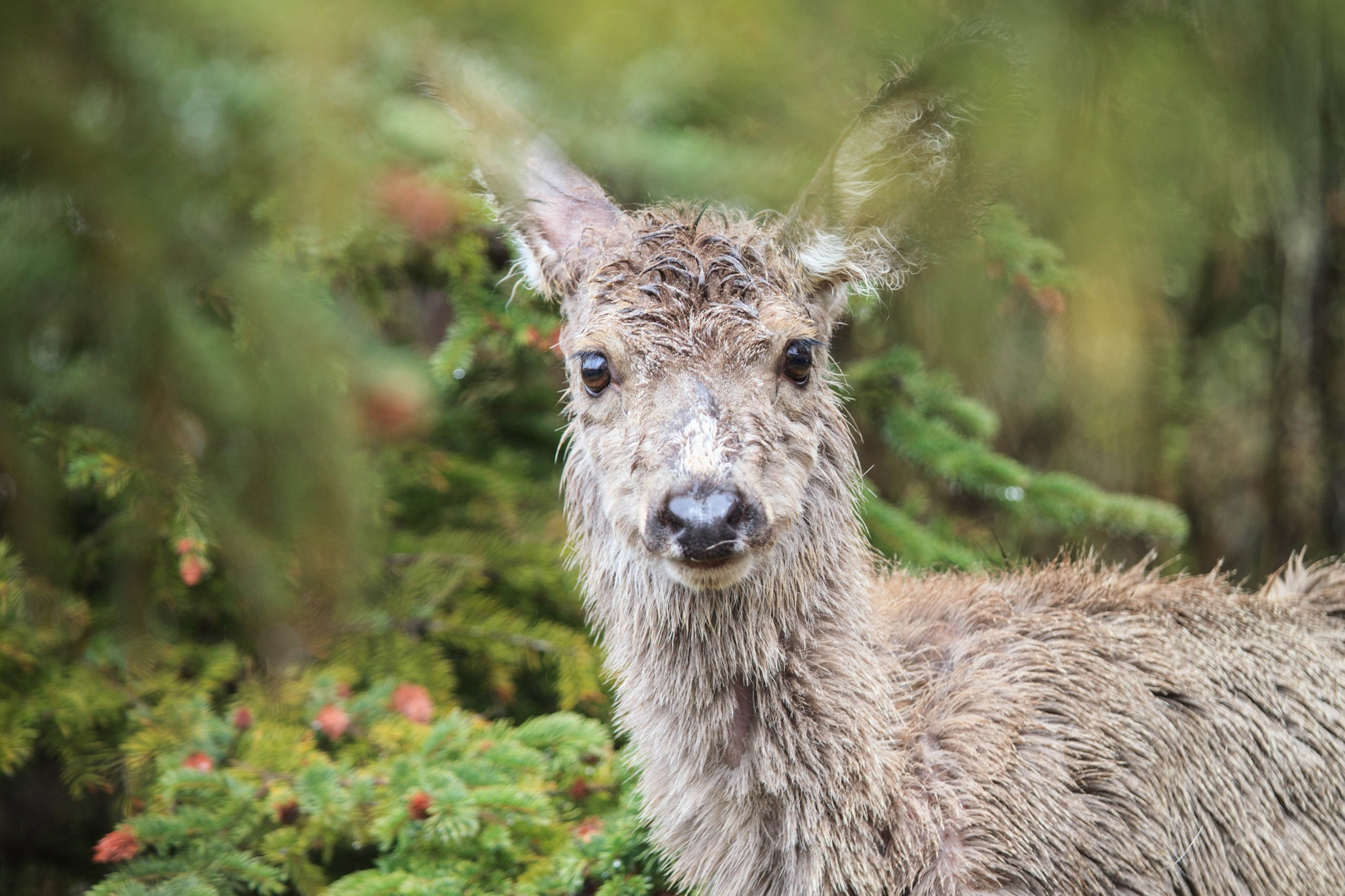 Канада. Фотограф Владимир Медведев