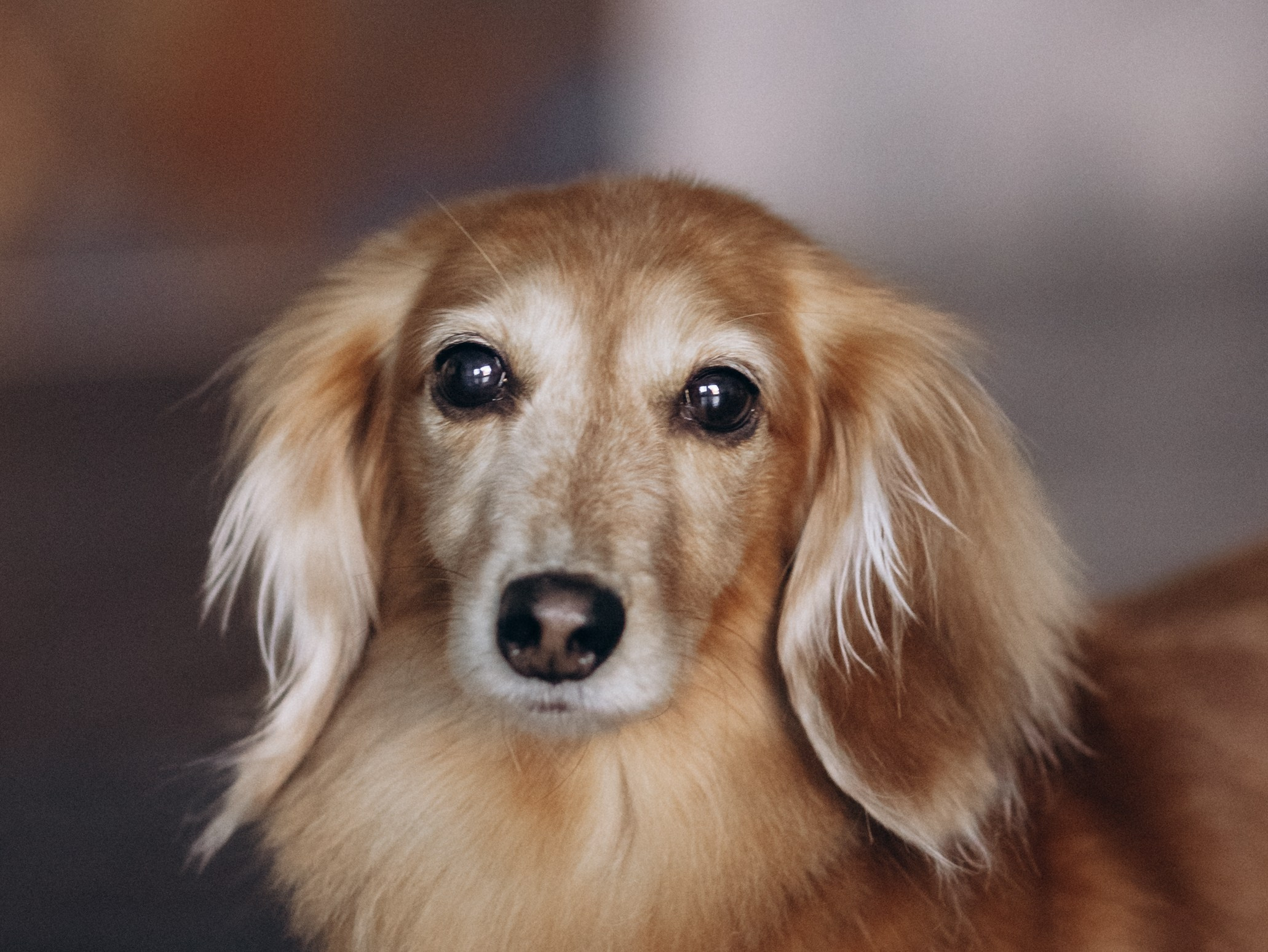 Лимон и Аня. Фотограф-анималист в Москве Кириллова Татьяна