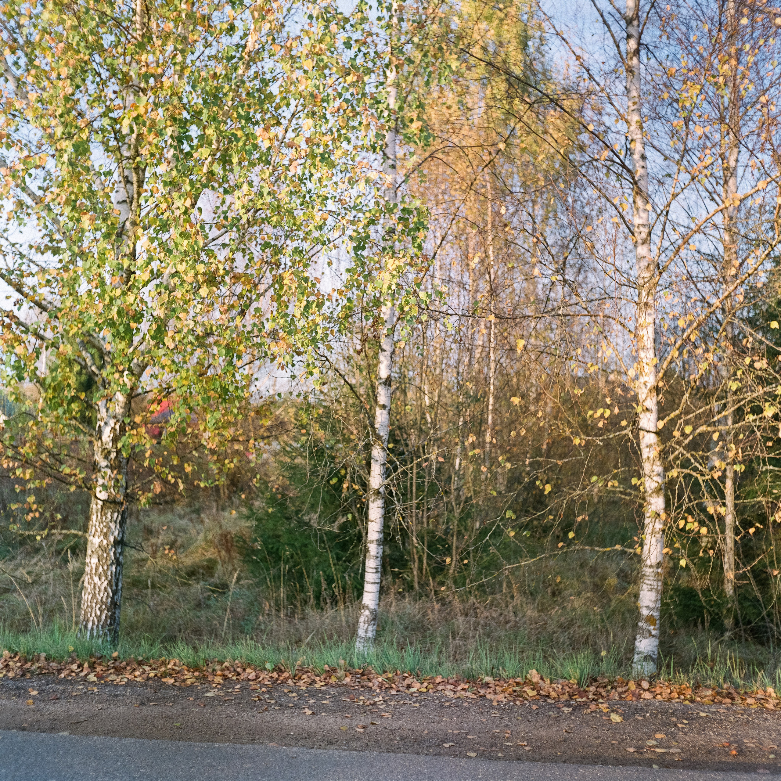 Rolleicord III–Xenar 75 mm f3.5 V / Fujicolor PRO 400H