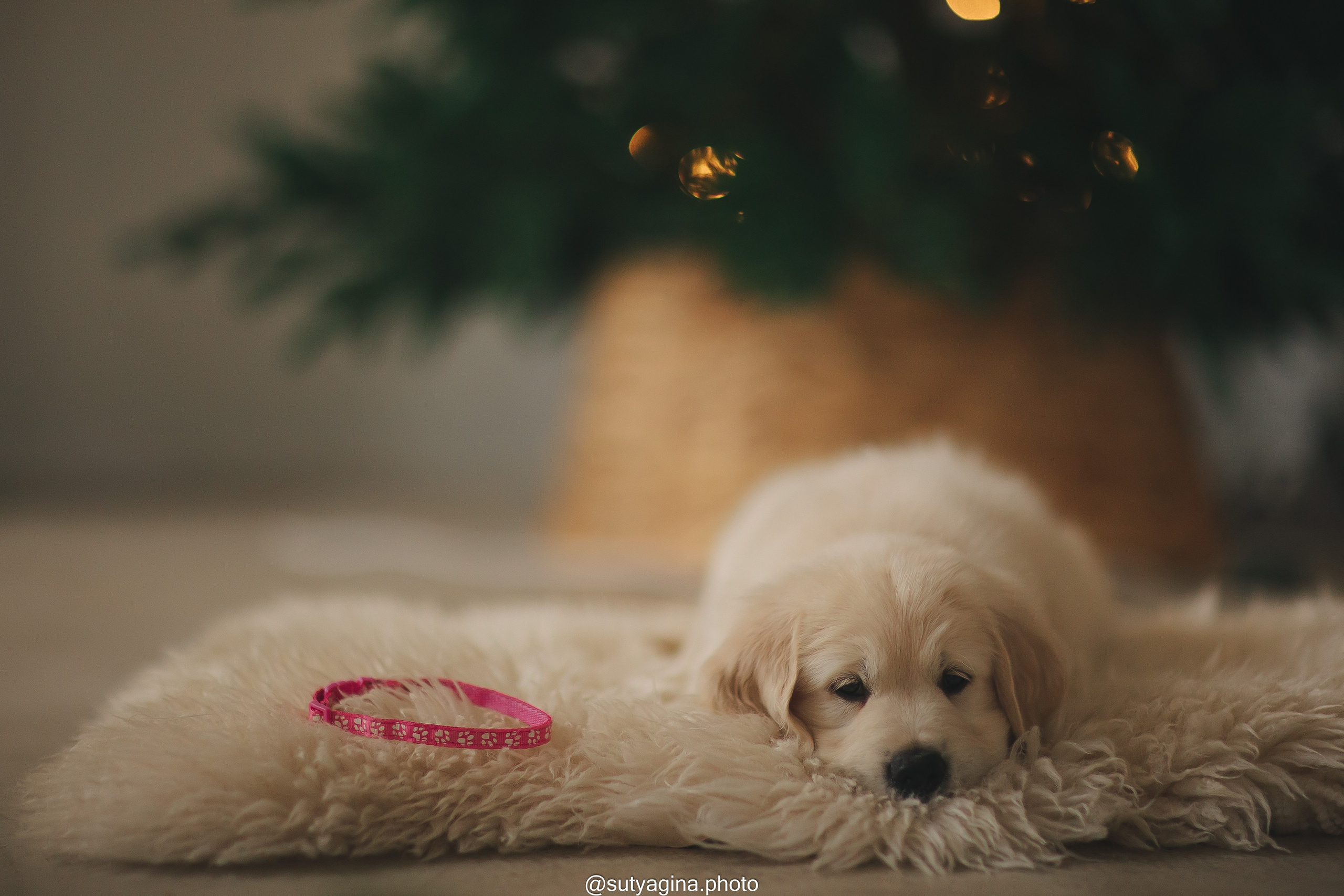 Розовый ошейник. Свадебный и женский фотограф