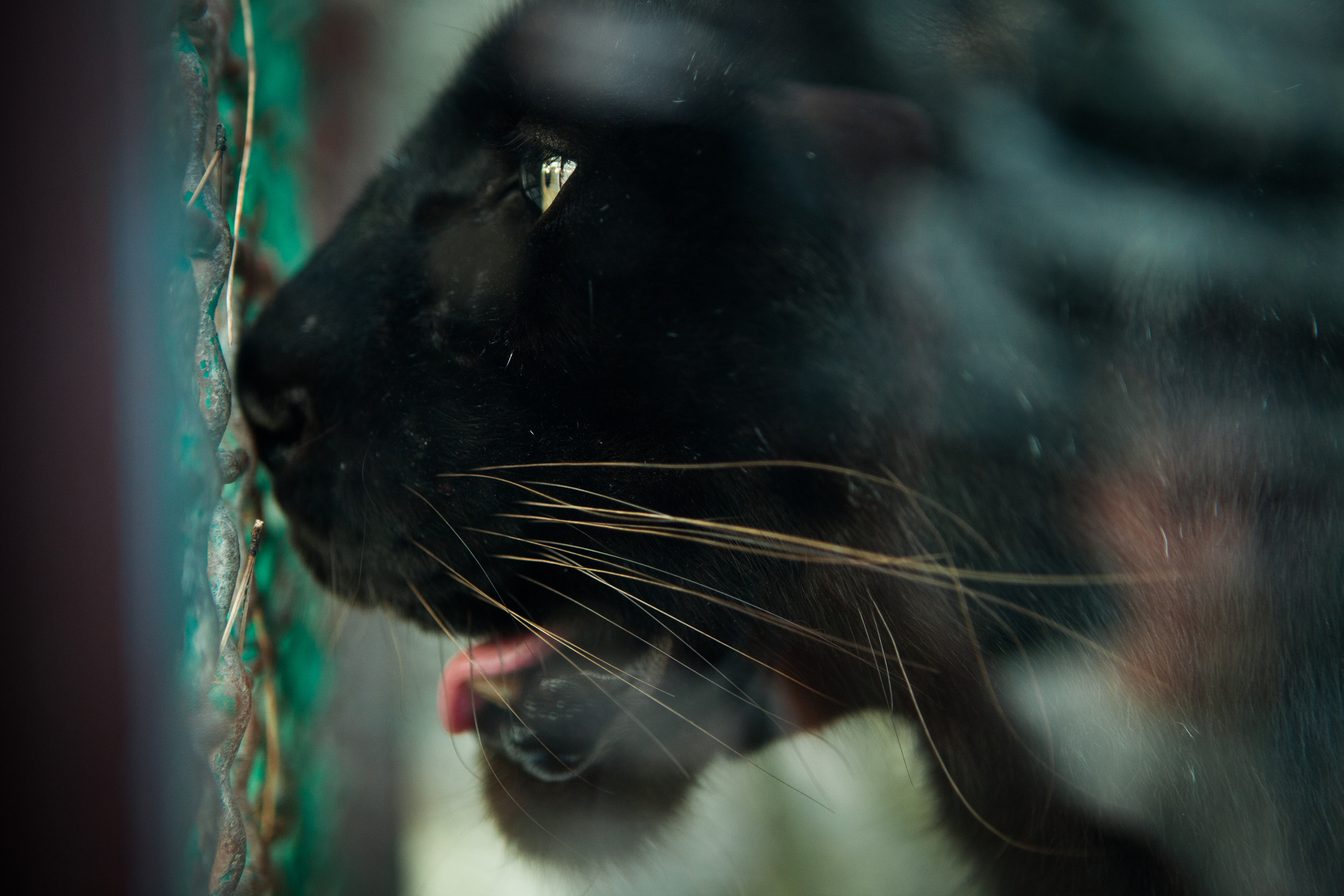 Животные. Alexander Grigoryan photography