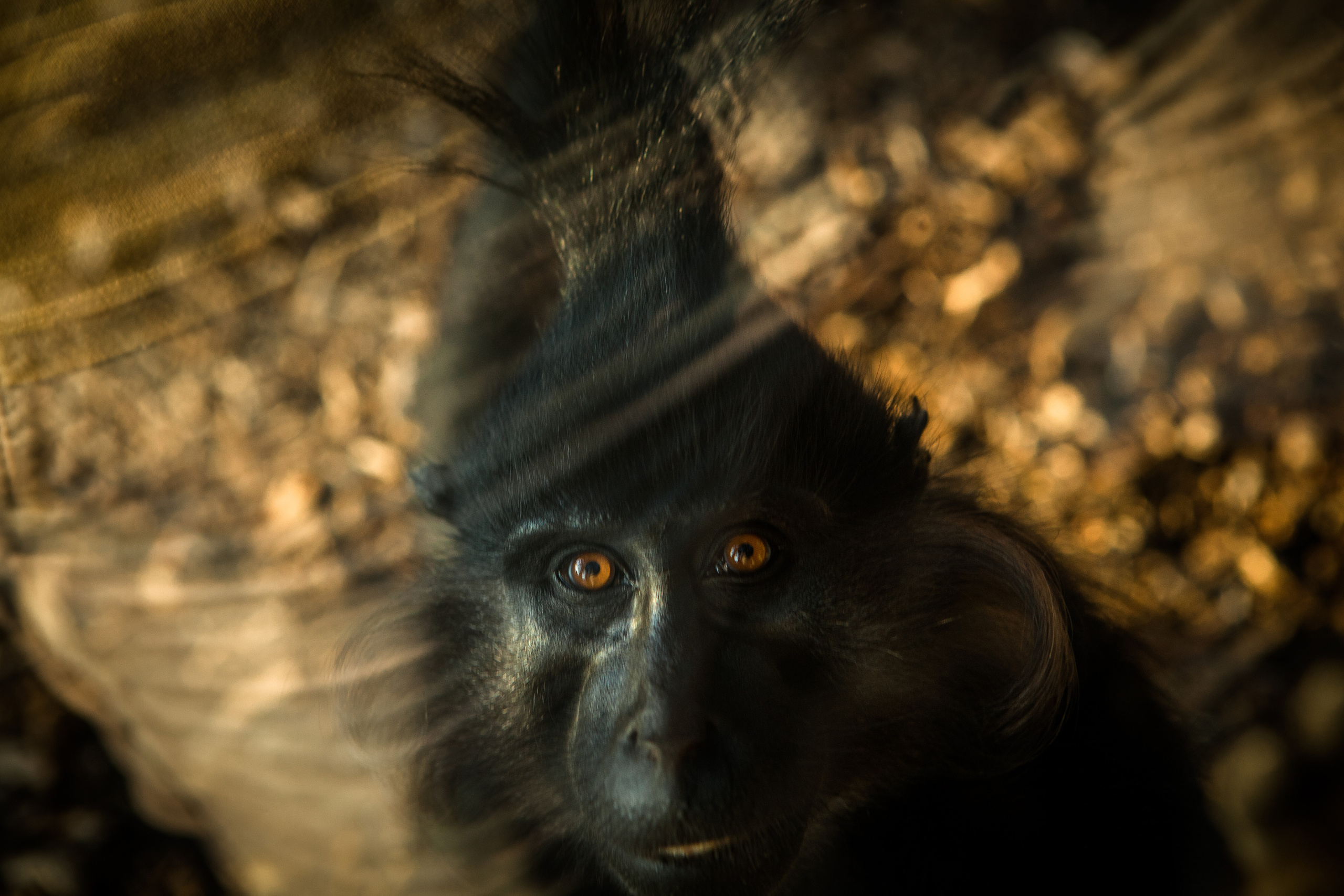 Животные. Alexander Grigoryan photography