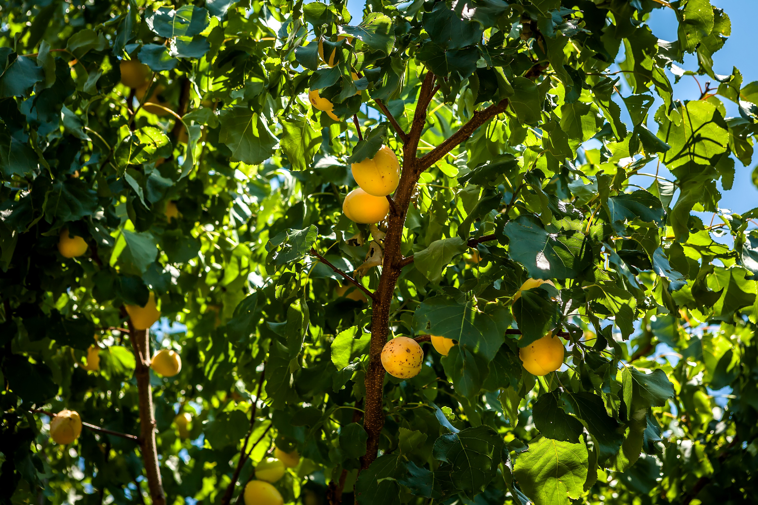Nature. Alexander Grigoryan photography