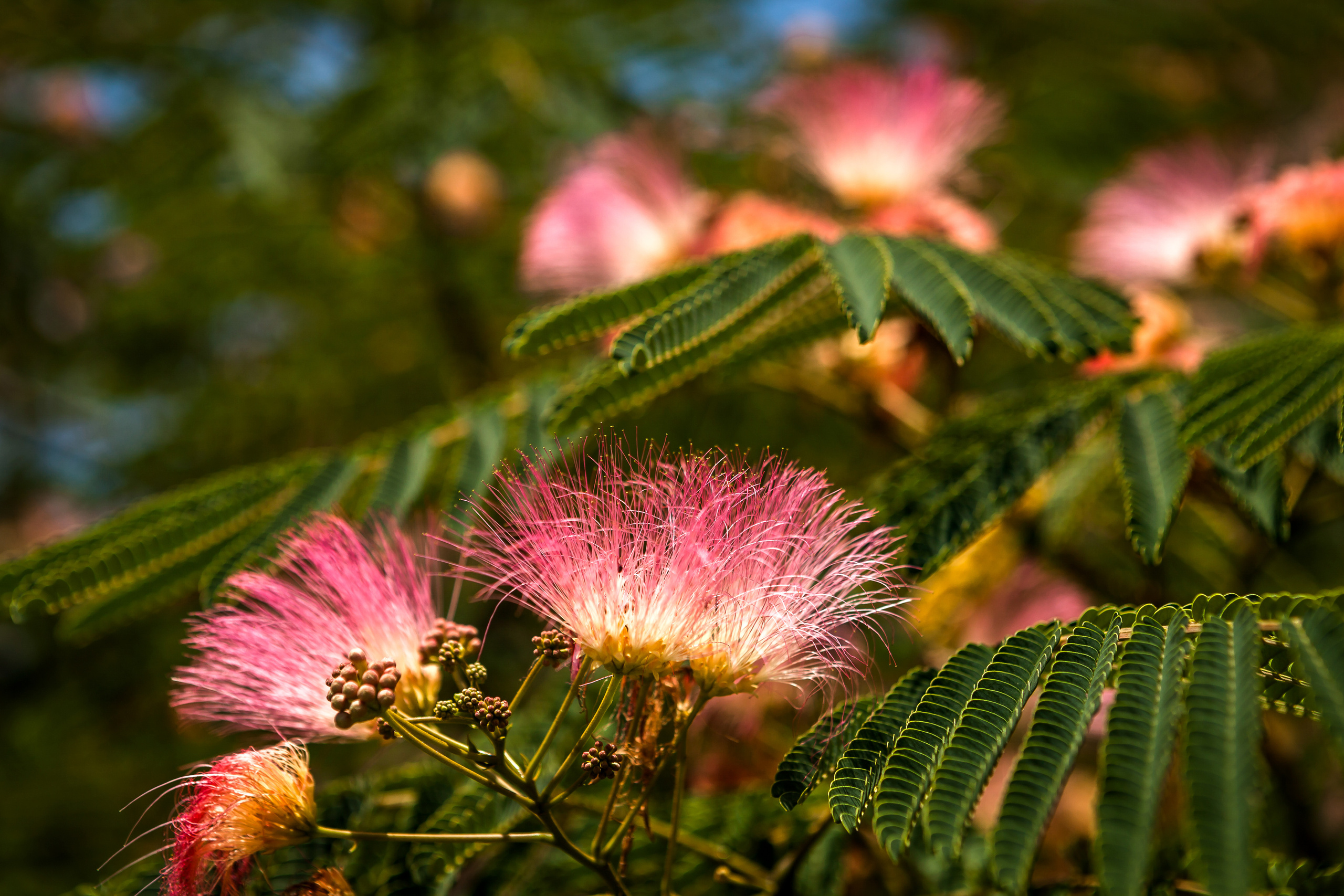 Nature. Alexander Grigoryan photography