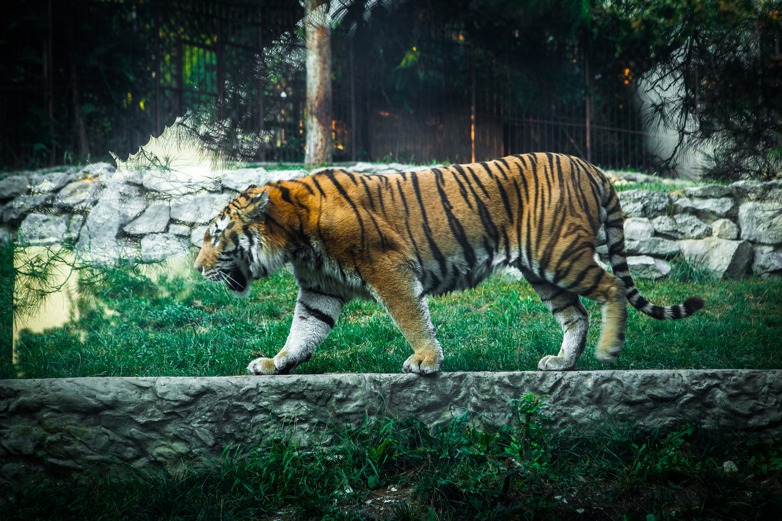 Животные. Alexander Grigoryan photography