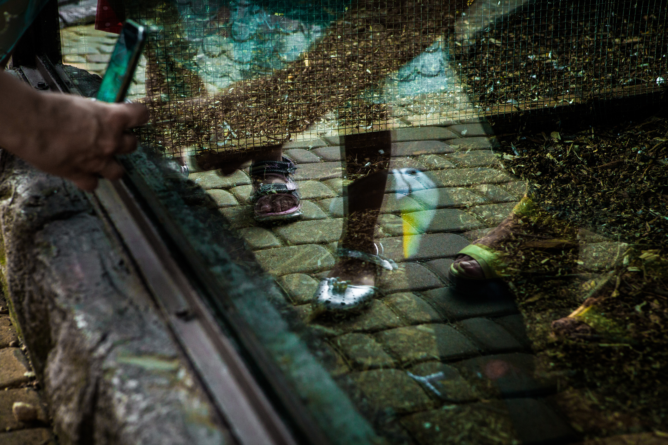 Животные. Alexander Grigoryan photography