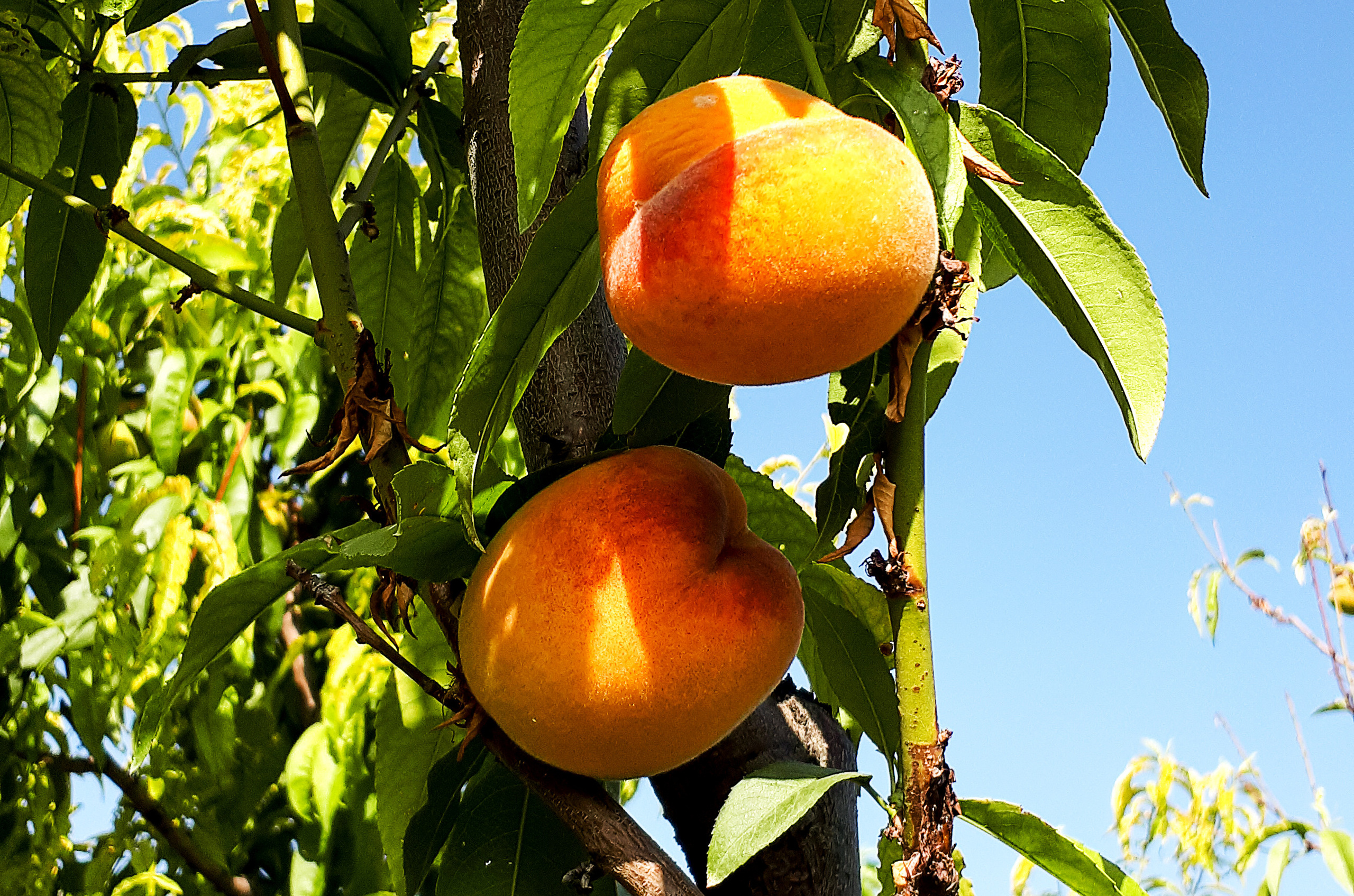 Nature. Alexander Grigoryan photography