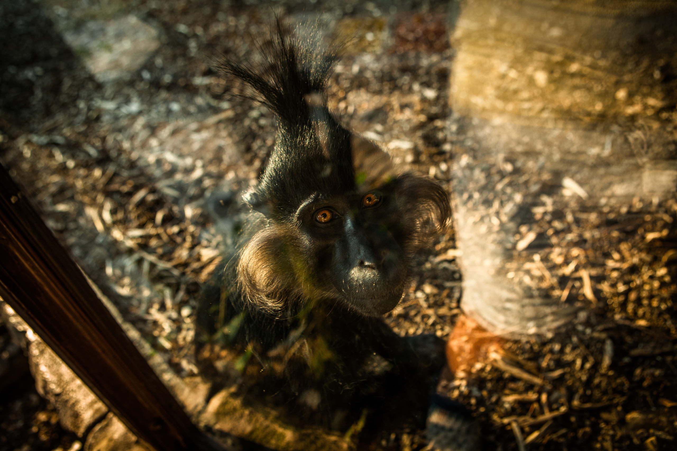 Животные. Alexander Grigoryan photography