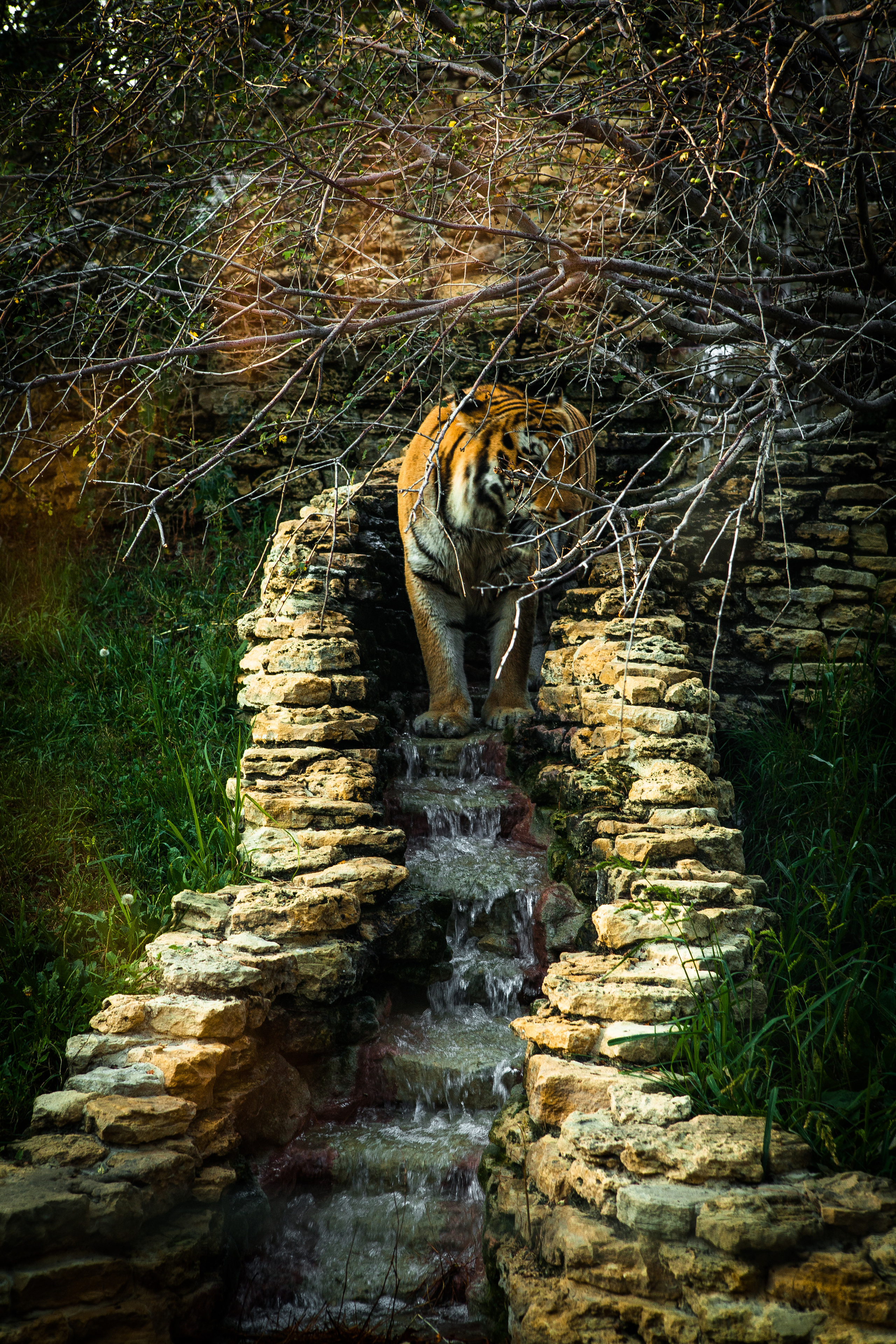 Животные. Alexander Grigoryan photography