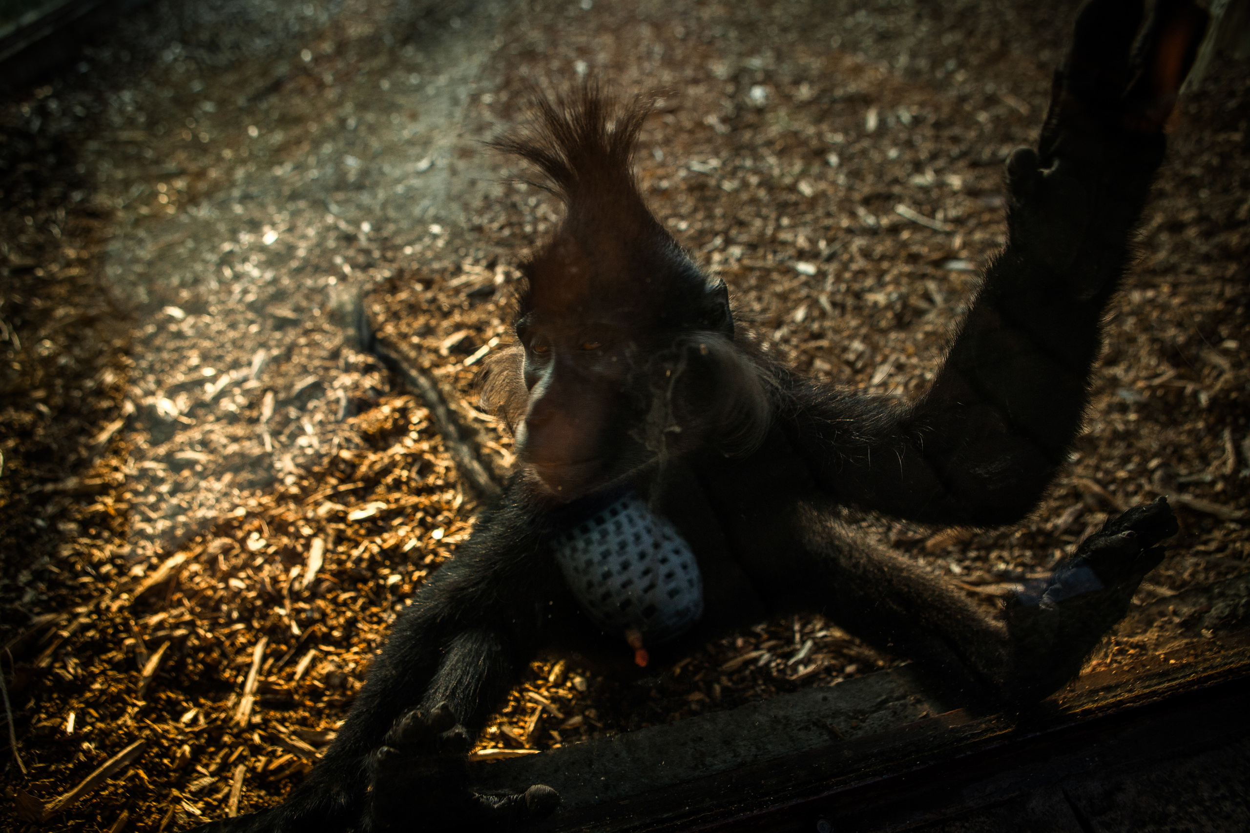 Животные. Alexander Grigoryan photography