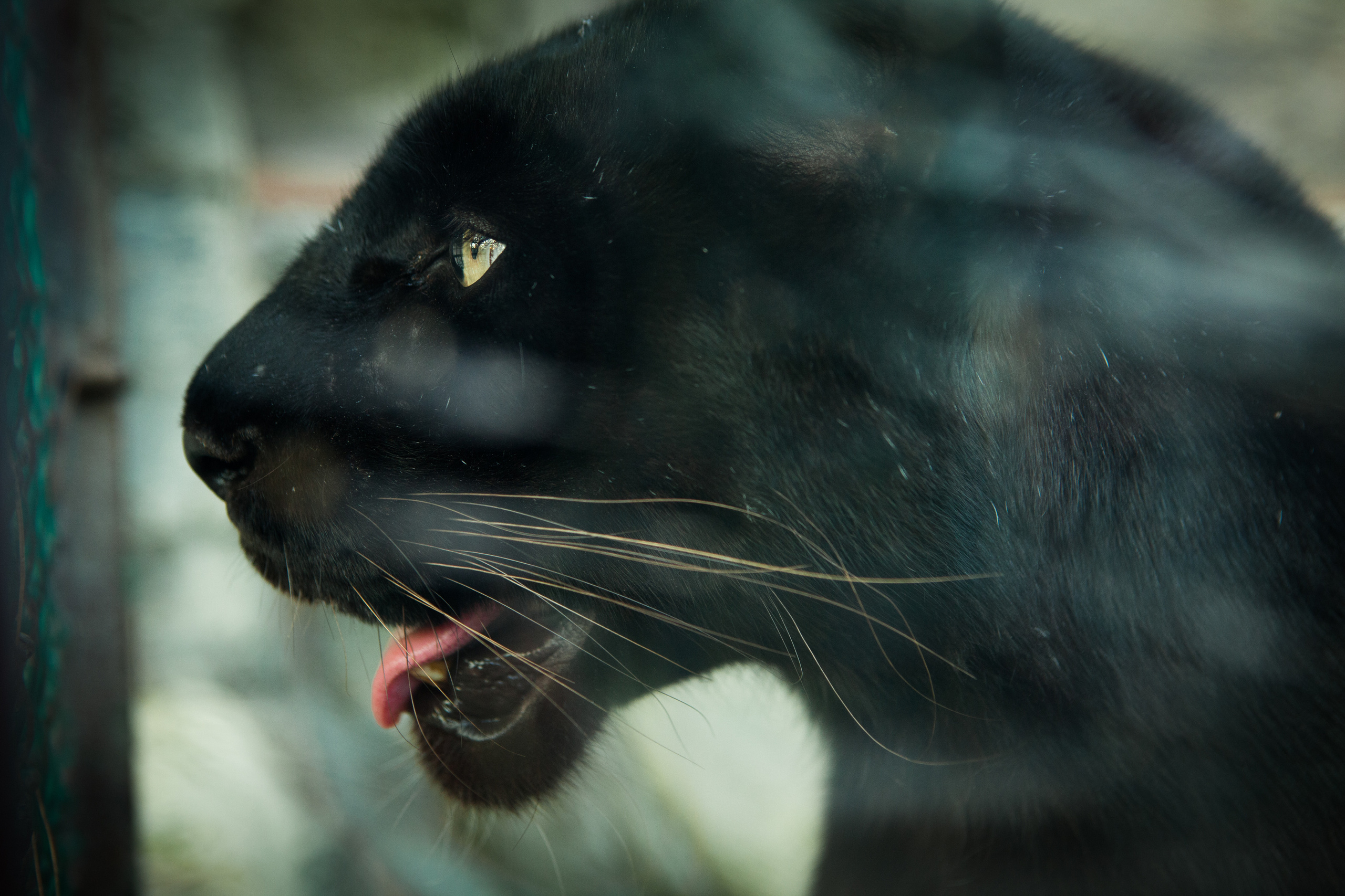 Животные. Alexander Grigoryan photography