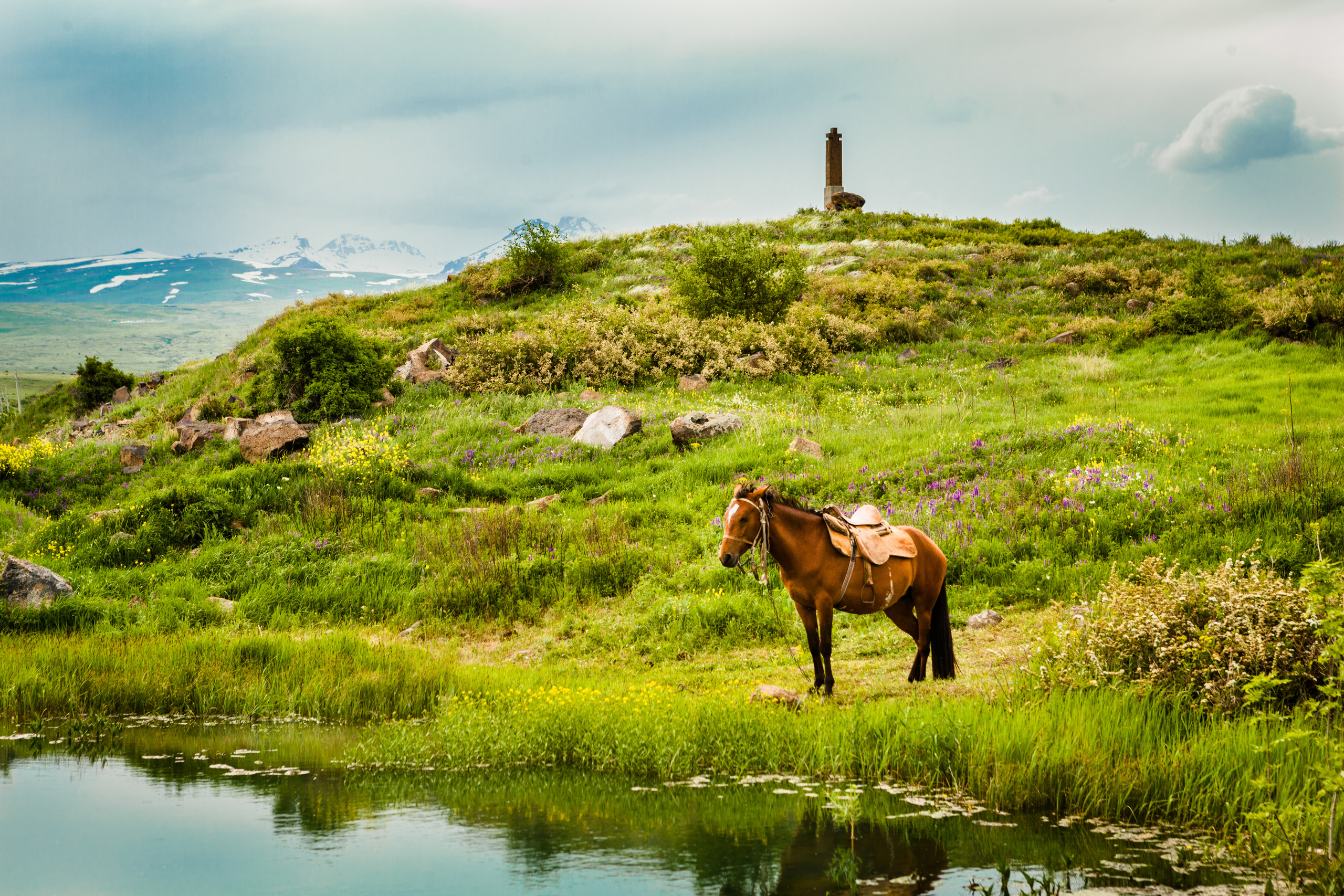 Животные. Alexander Grigoryan photography