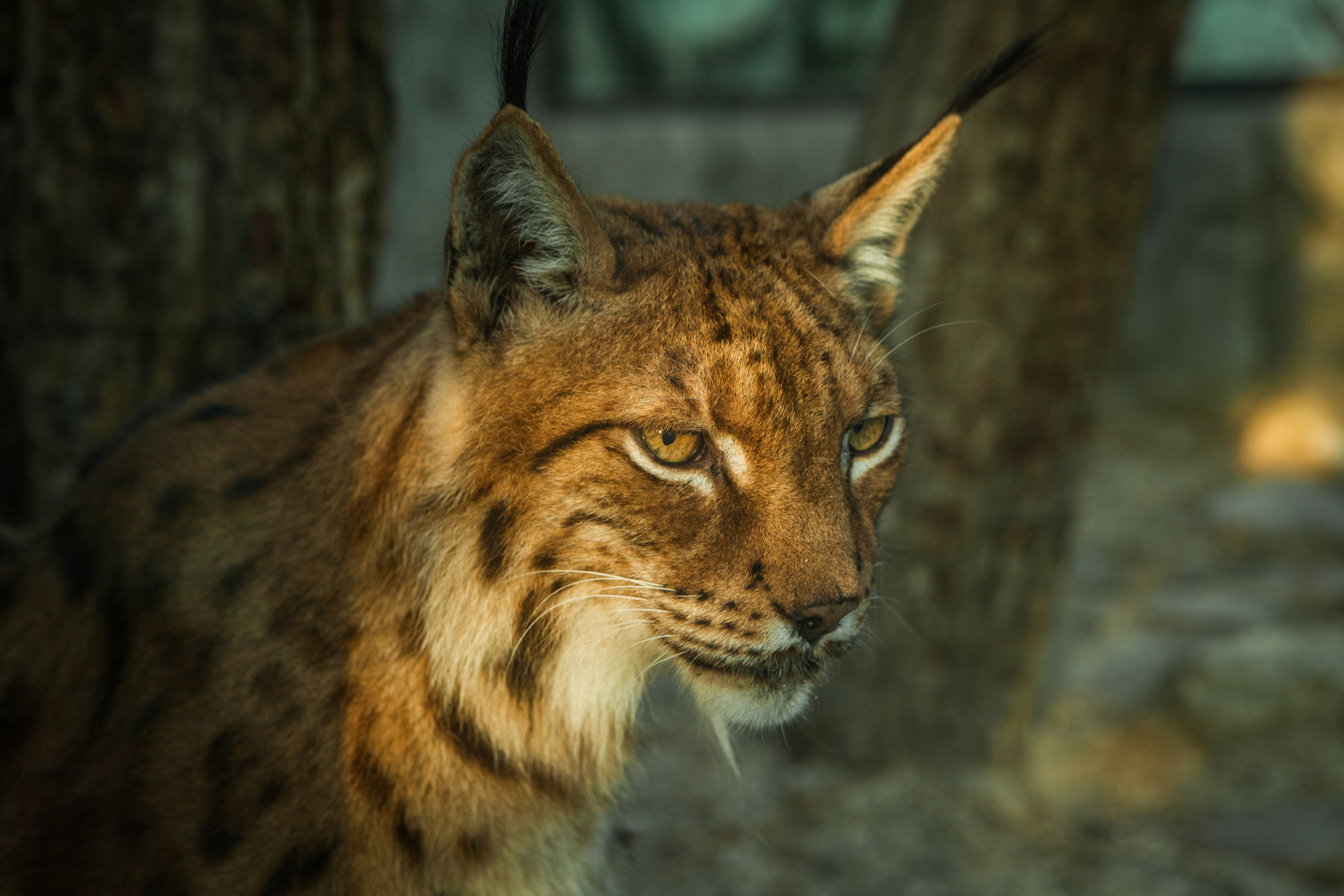 Животные. Alexander Grigoryan photography