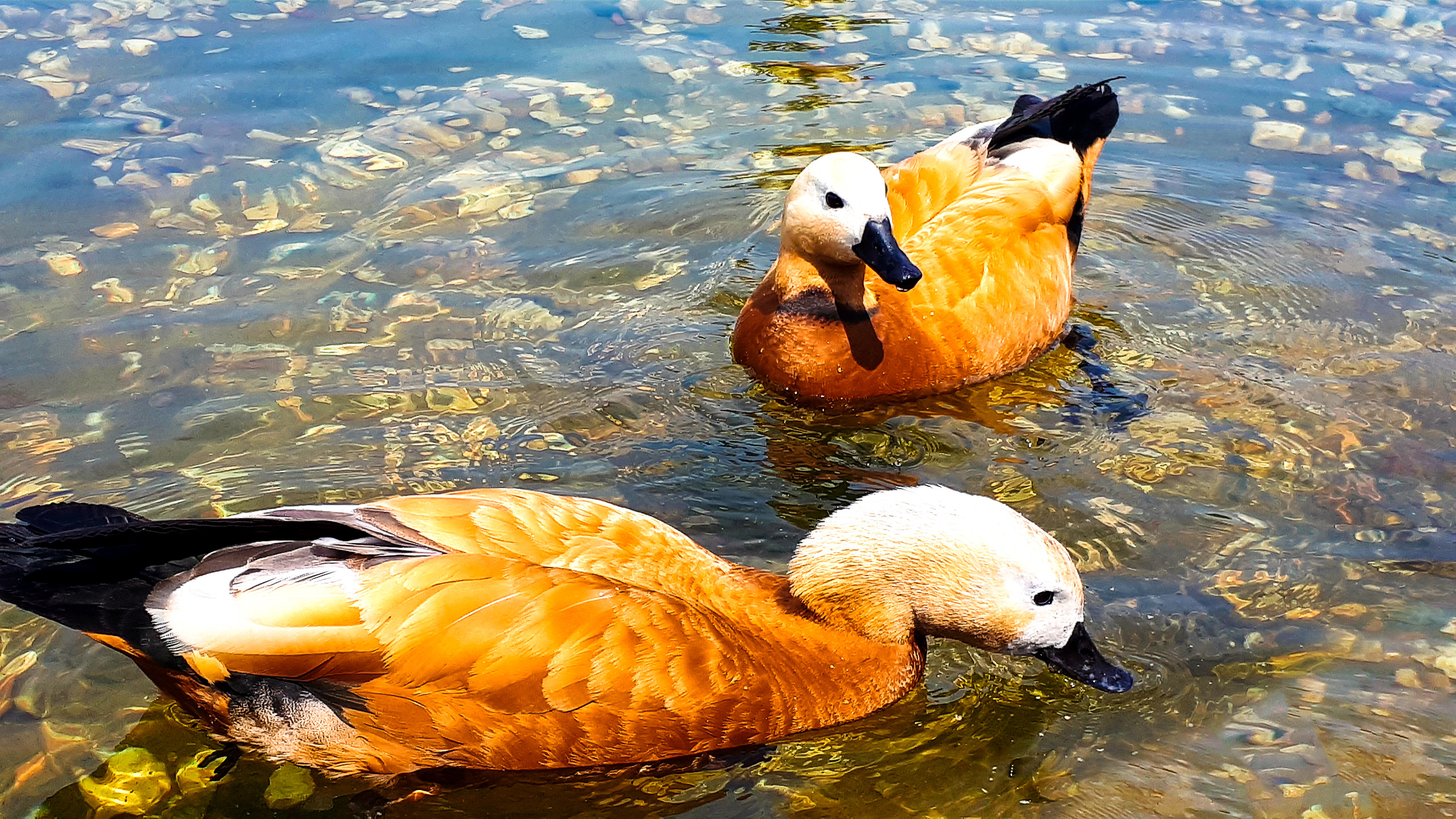 Животные. Alexander Grigoryan photography