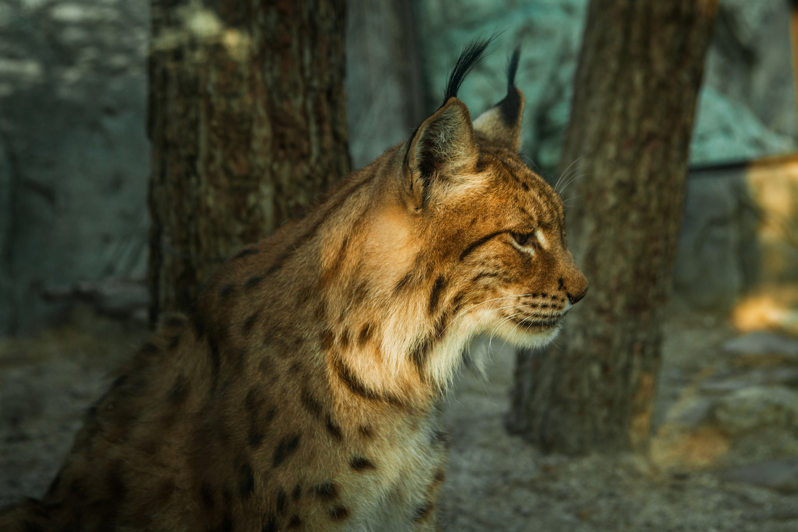 Животные. Alexander Grigoryan photography