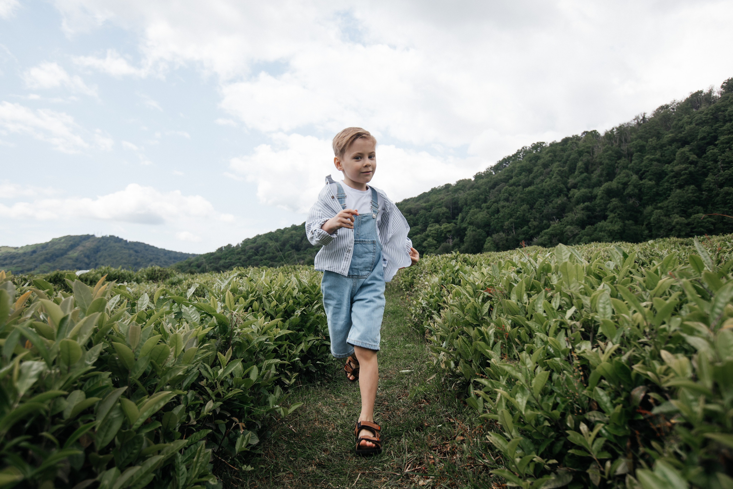 Tea plantation. Efimova Model Agency