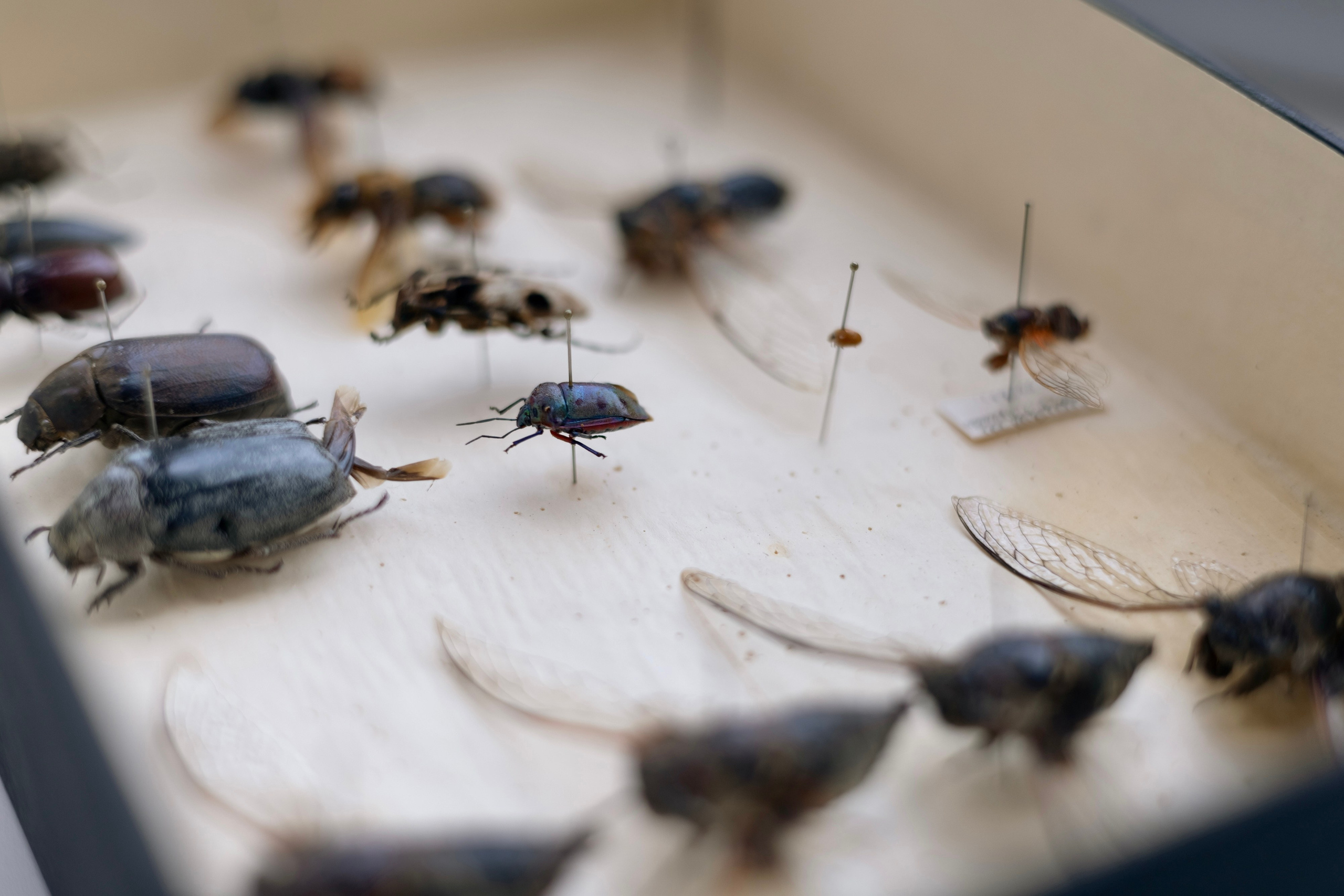 Зоя Ивановна Тюмасева. Профессор, преподаватель русского языка и литературы, энтомолог. Репортажный фотограф Наталья Лапцевич