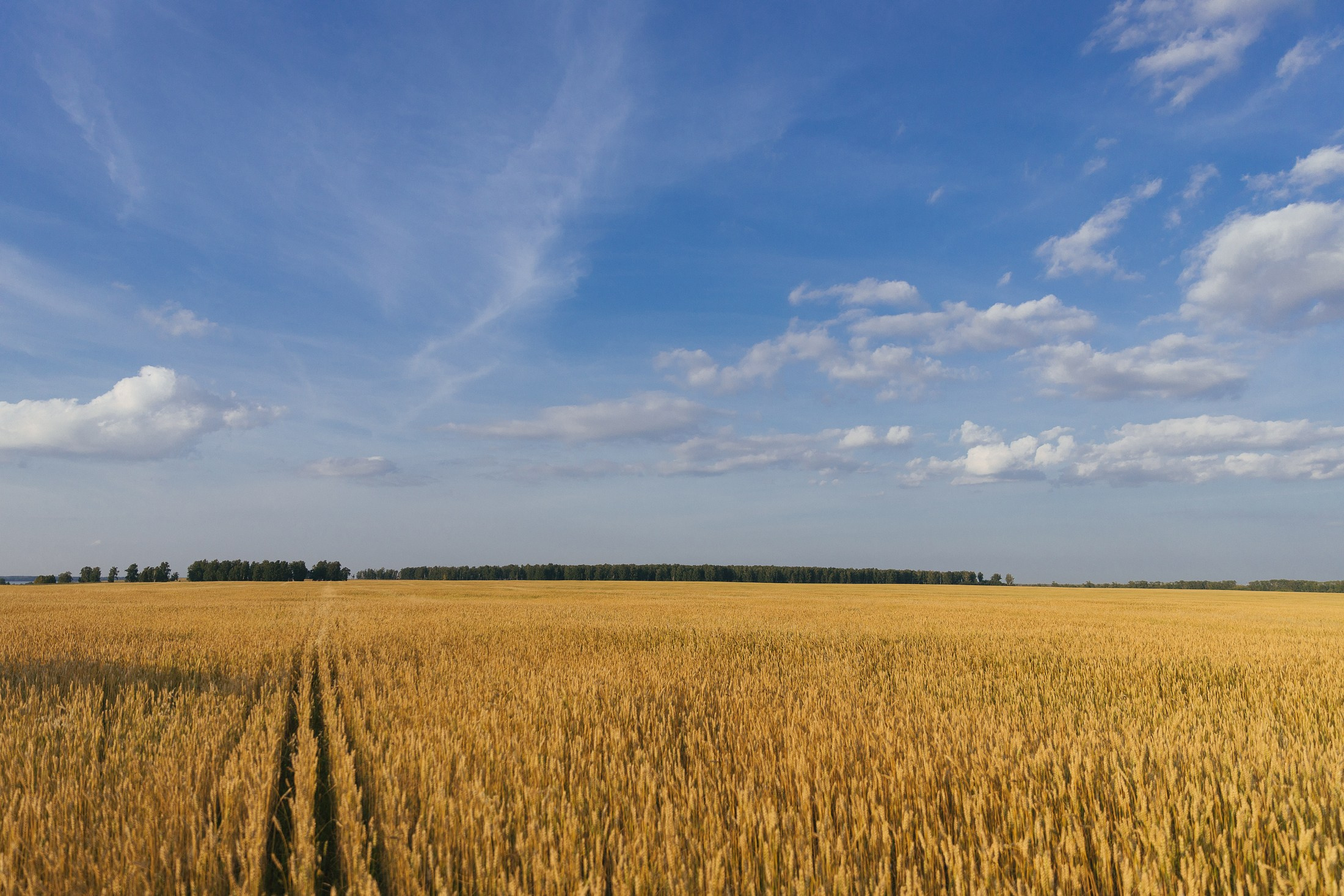 Алексей и Катерина. Свадебный и семейный фотограф в Челябинске Мазуркевич Макс