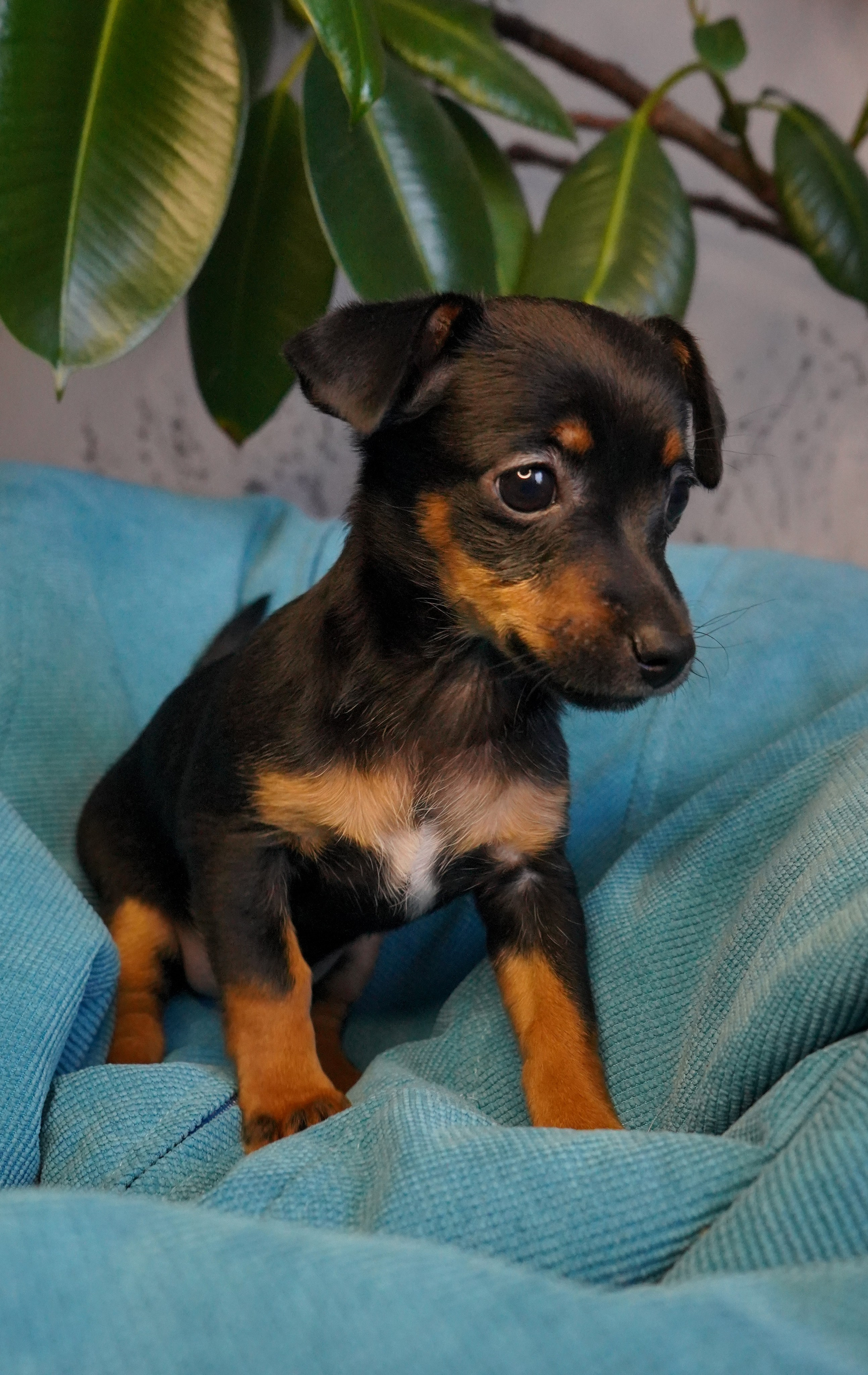 Фотосессии Пушистиков. Фотограф в Санкт-Петербурге Виктория Барышникова