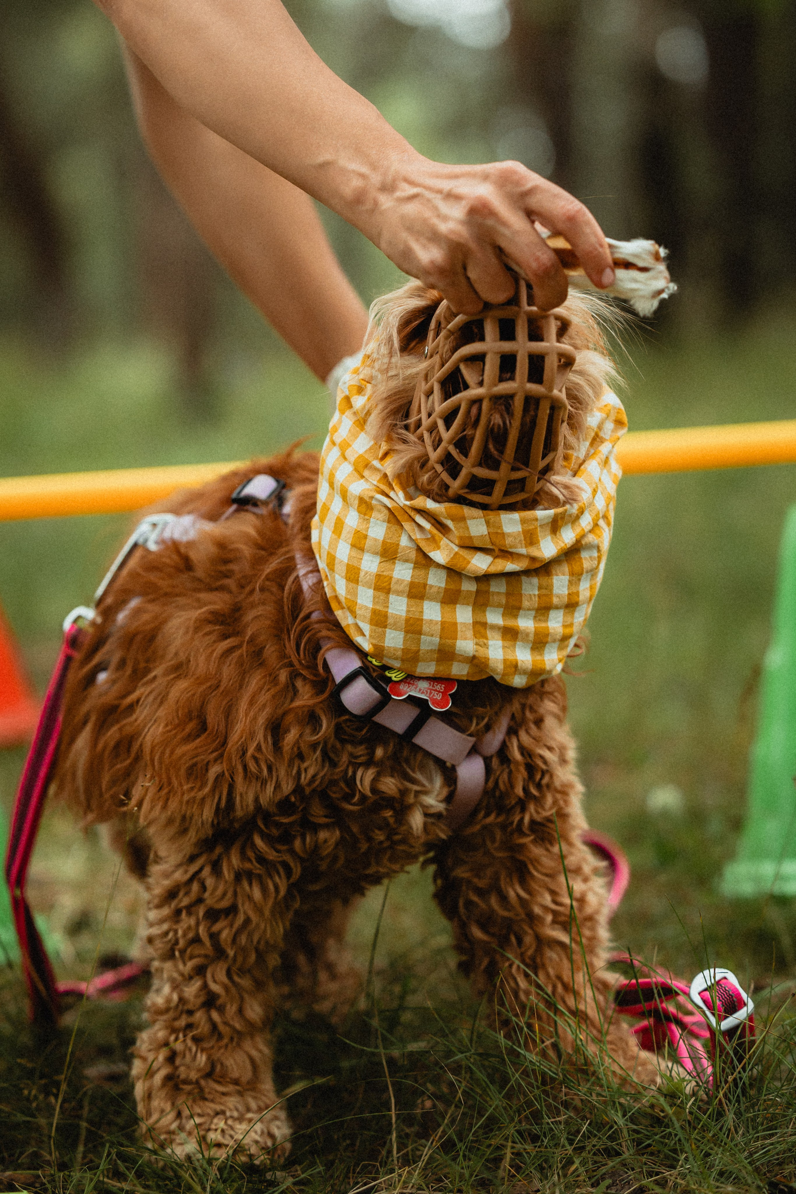 Выездной дог-тренинг от школы «Шерсть имею»