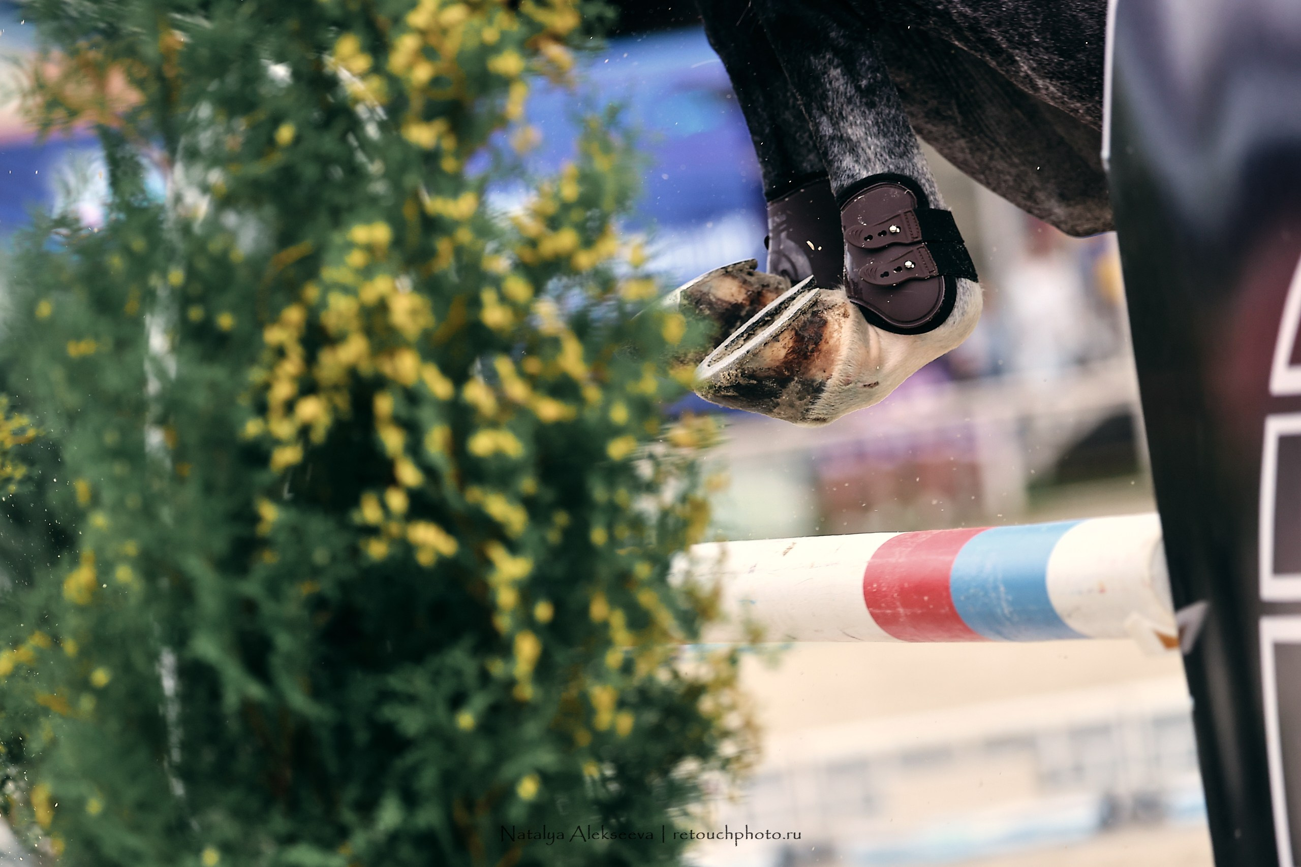 Лично-Командное Первенство России по конкуру, КСК Конаковские конюшни | 08'2023. Репортажный фотограф и ретушер в Москве Наталья Алексеева