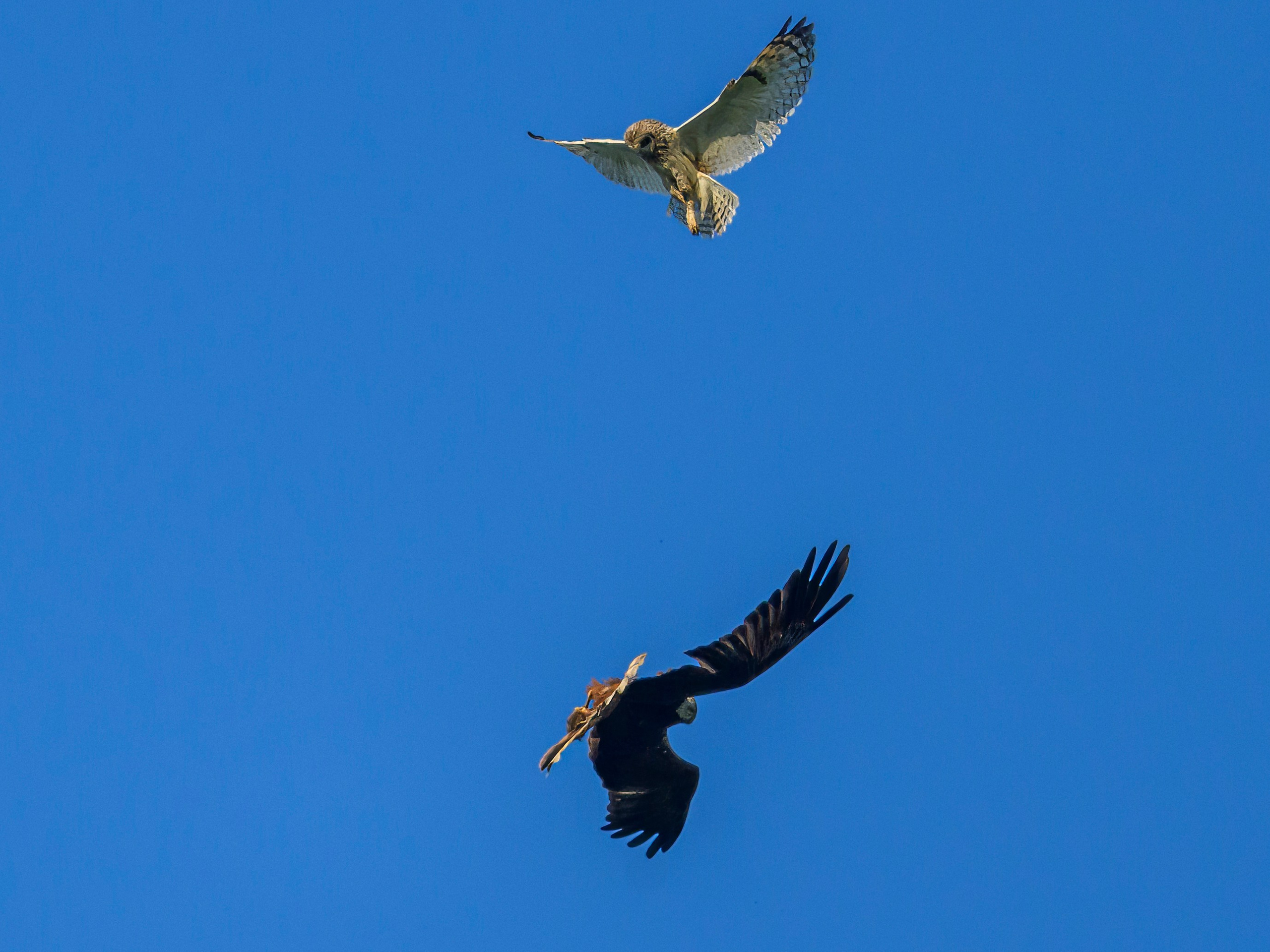 Грабеж средь бела дня. Сова отдает добычу луню. Wildlife photography by Sergey Puponin