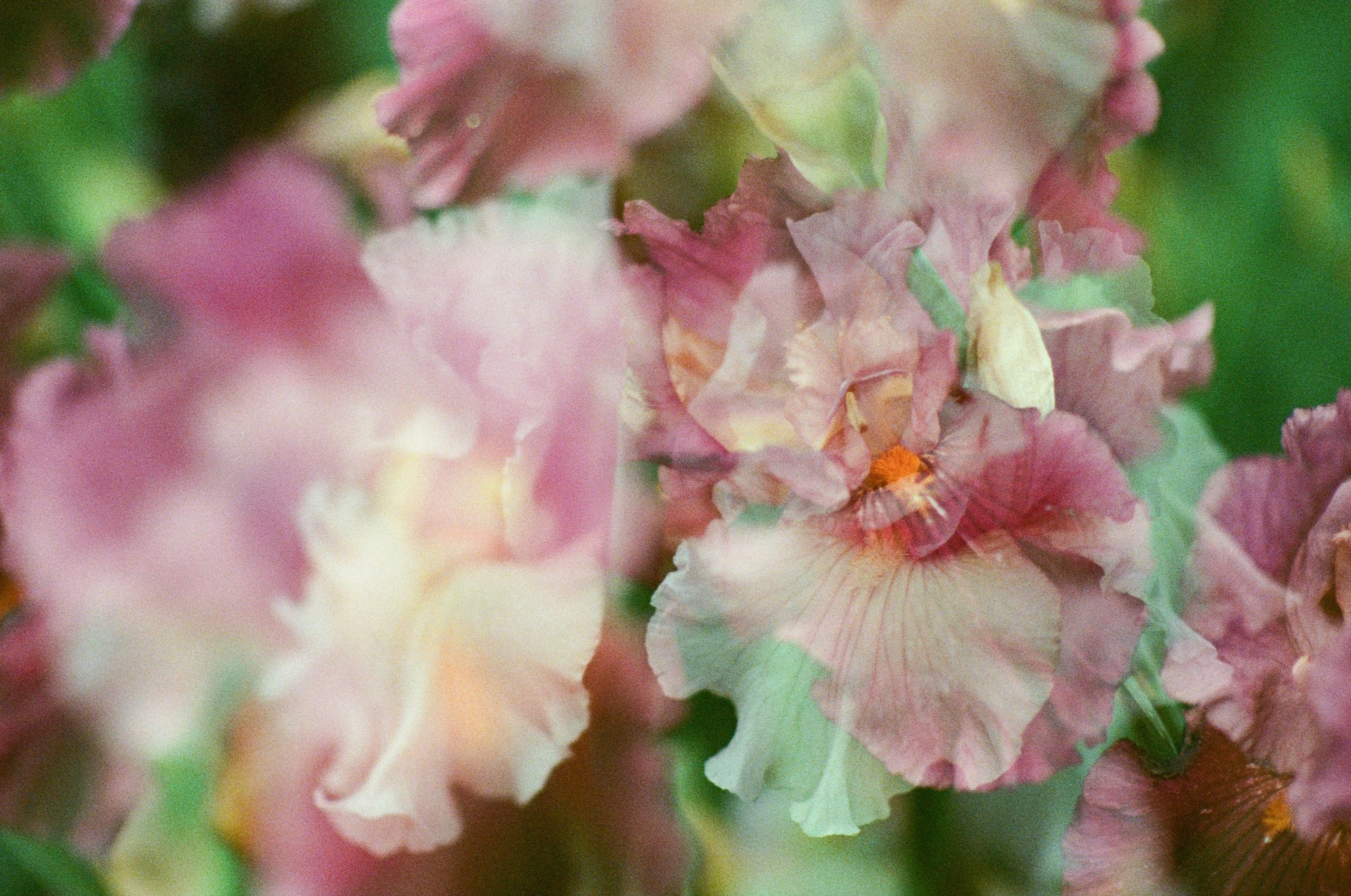 Pain shopping // ukraine, crimea IV. EVER EXPOSED