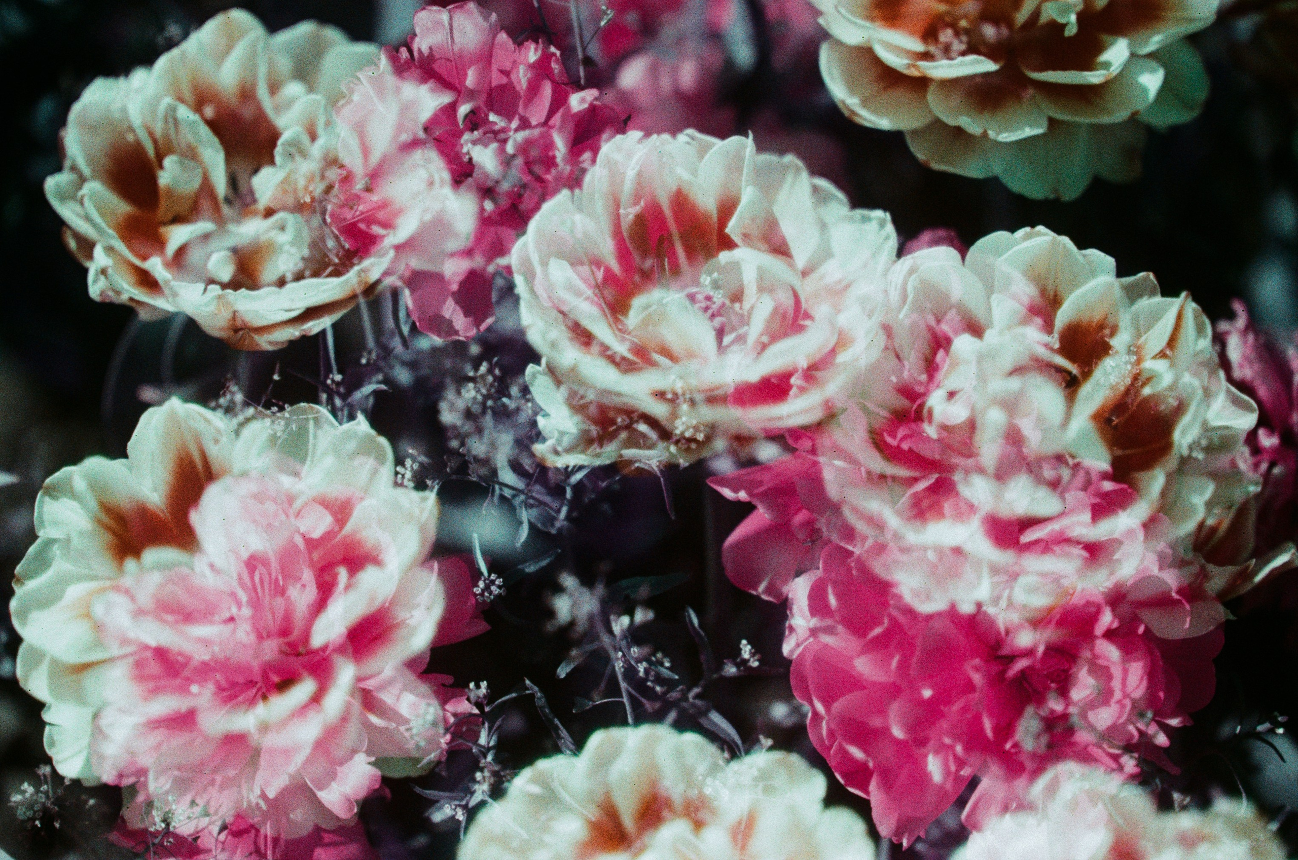 Press enter to exit // ukraine, crimea X. EVER EXPOSED