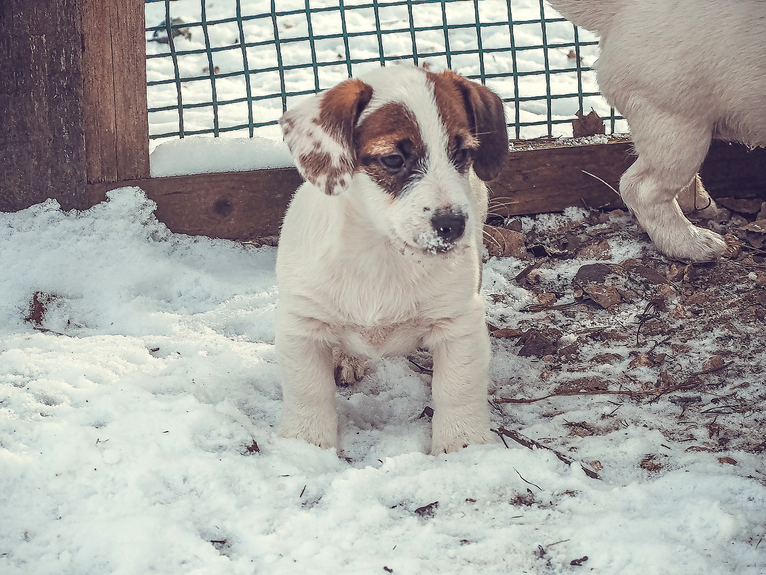 1КОБЛ_МОНОКЛЬ_Ц_ЛИТТЕР. CANE MAESTRO — kennel Jack Russell Terrier