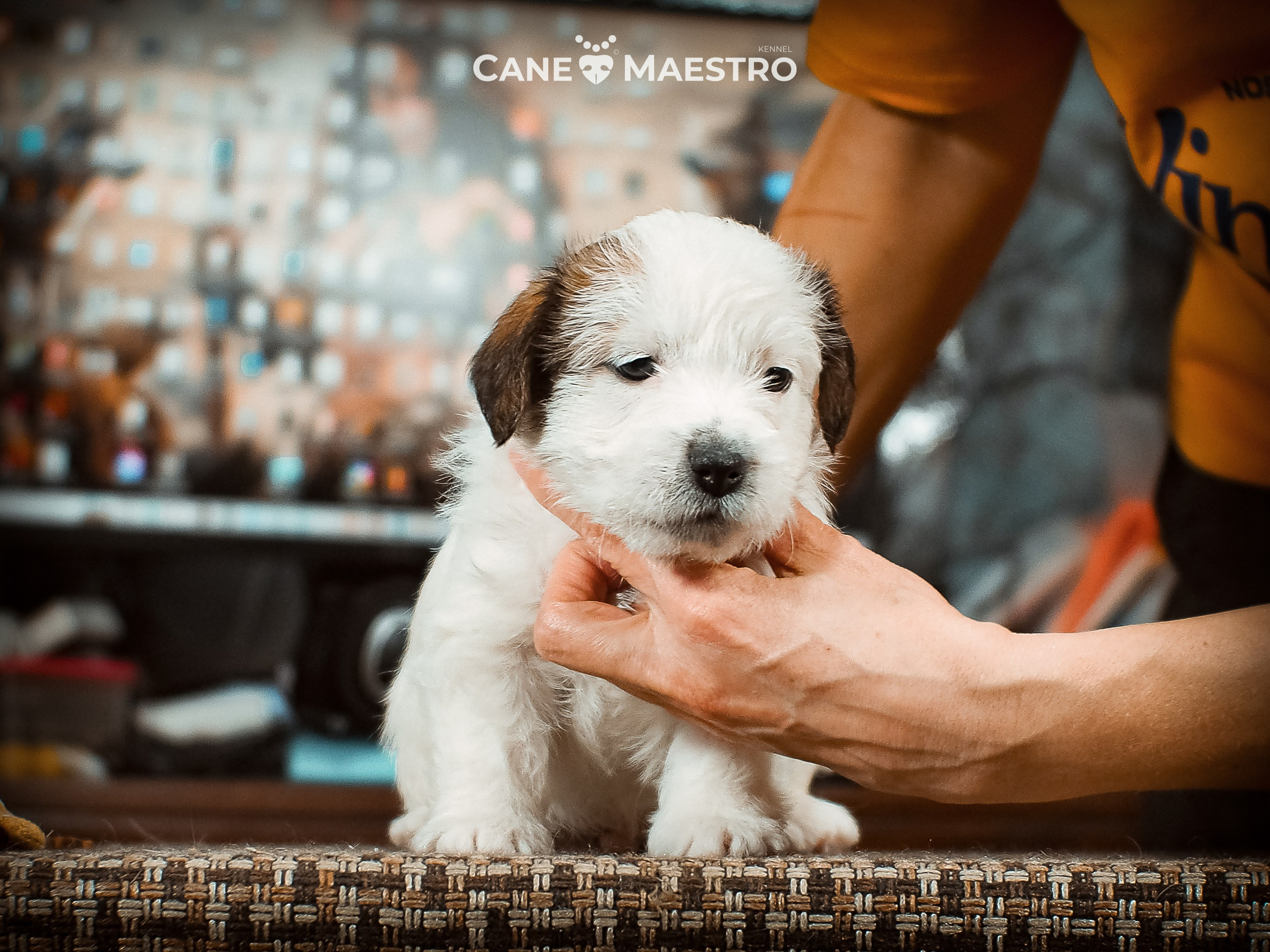 КОБ_Б_МОНОКЛЬ. CANE MAESTRO — kennel Jack Russell Terrier
