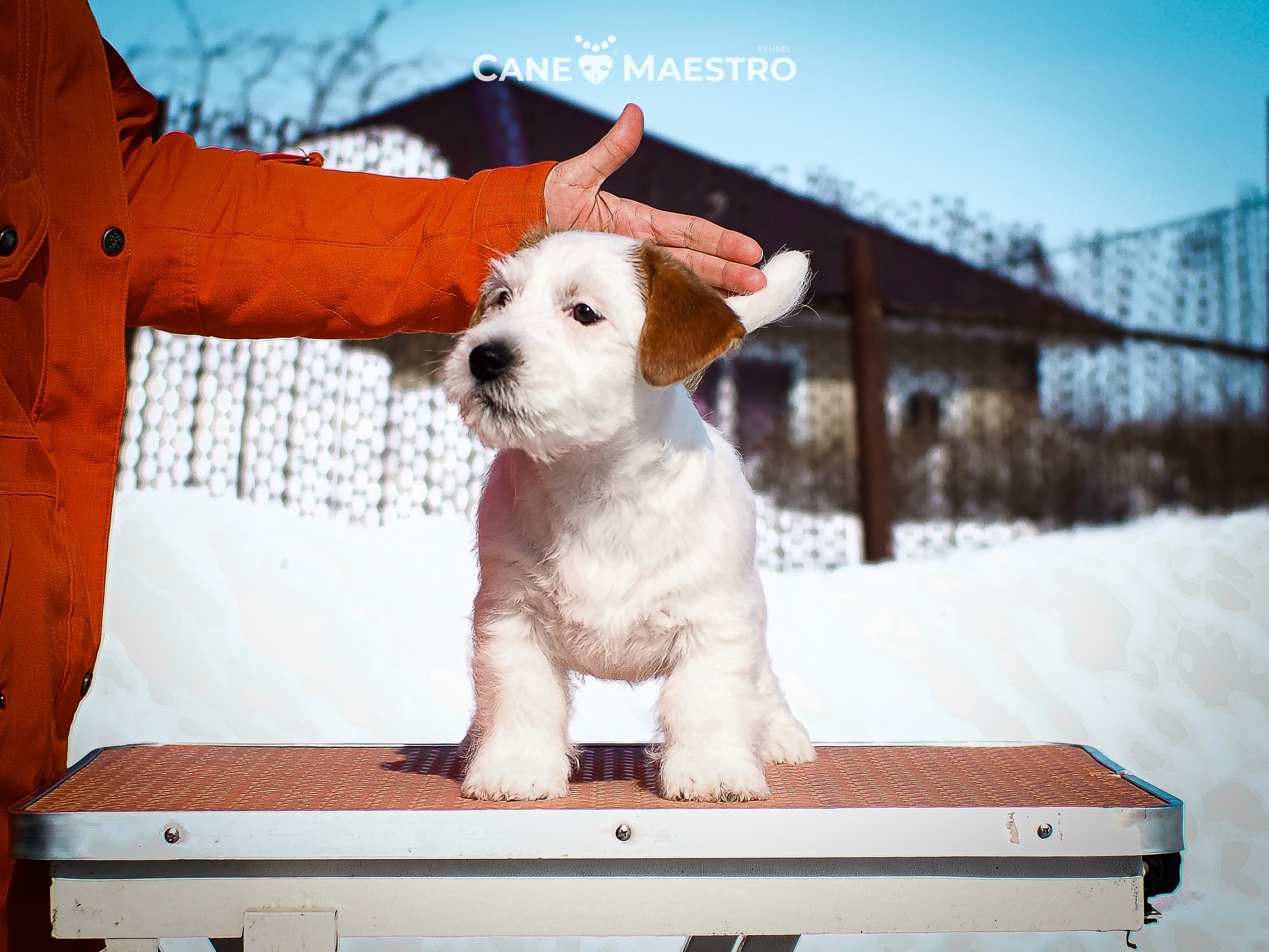 КОБ_Б_МОНОКЛЬ. CANE MAESTRO — kennel Jack Russell Terrier