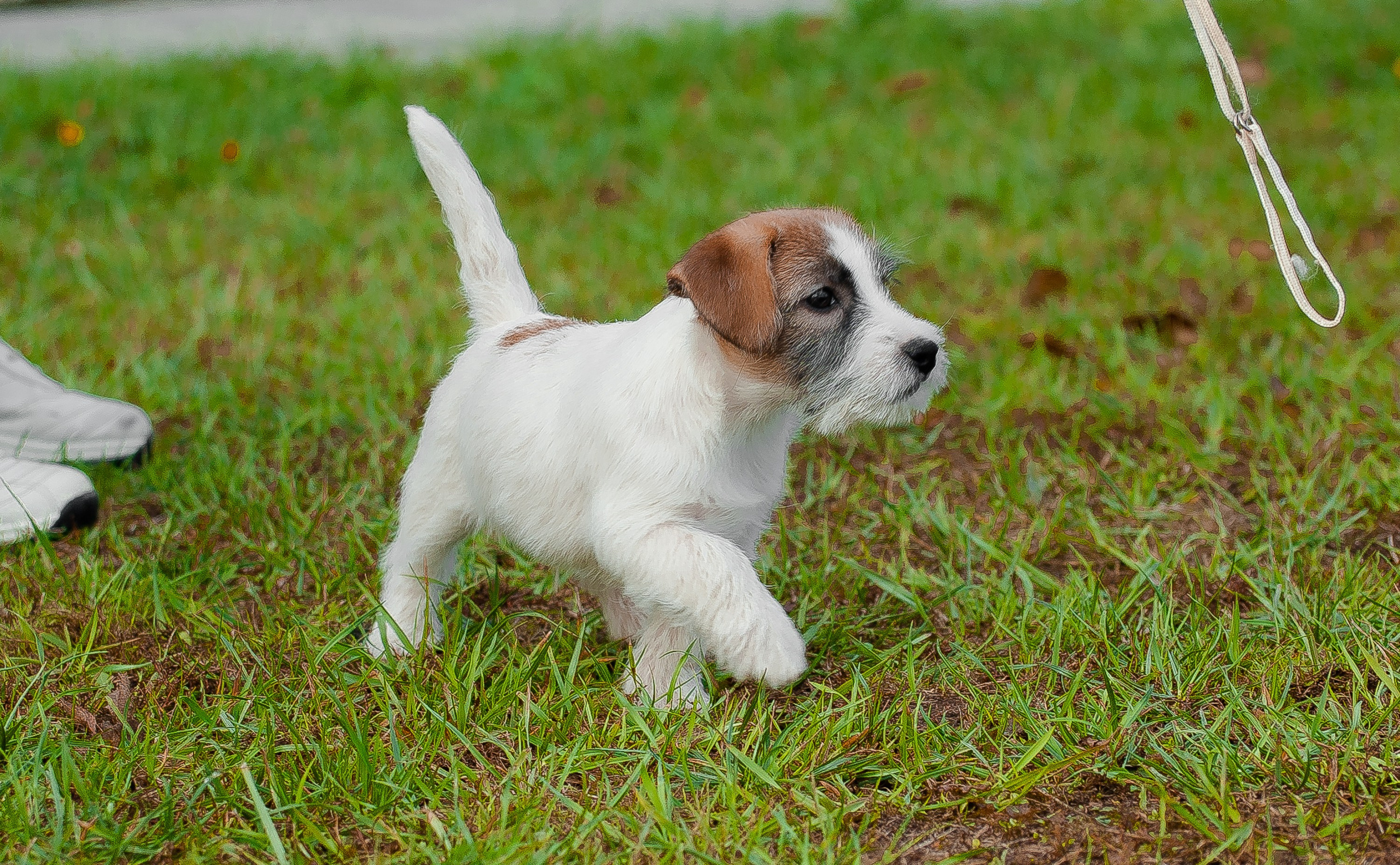 Щенок кобель ДРТ. КАНЕ МАЭСТРО — питомник Джек рассел терьеров