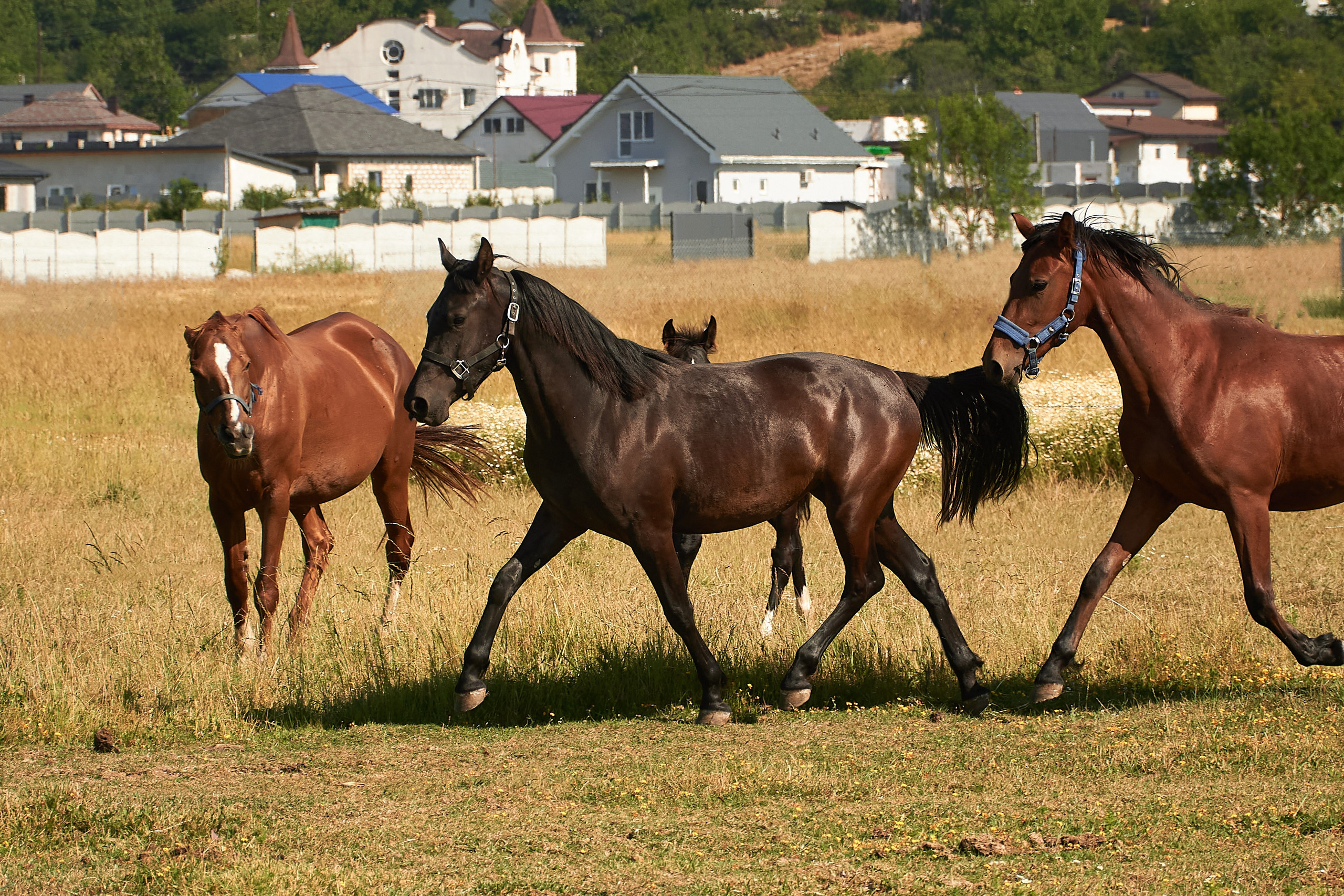 Изя. Фотограф в Севастополе