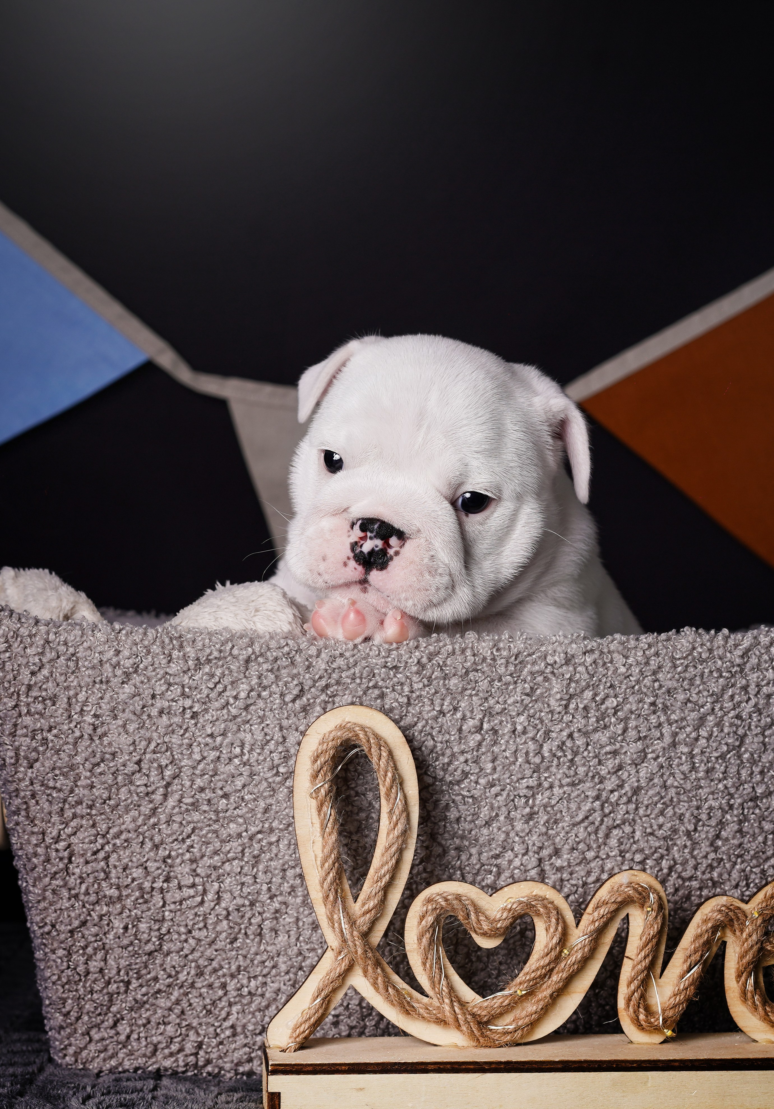 Щенки бульдога. Фотограф-анималист в Санкт-Петербурге Яна Мартынова
