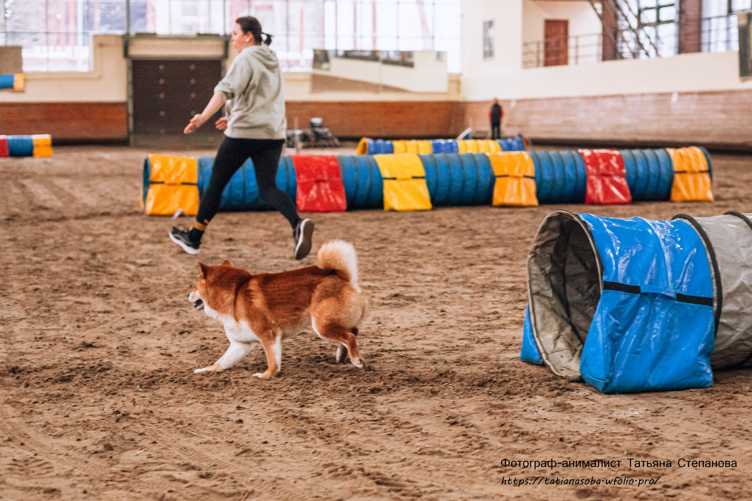 Соревнования по Аджилити 25.02.2024. Фотограф-анималист Татьяна Степанова