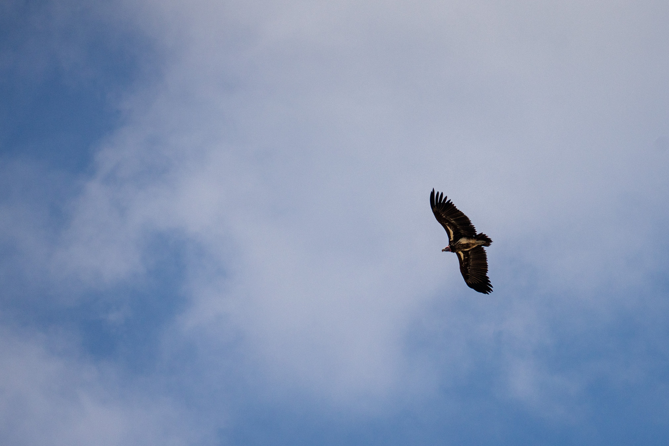 Танзания, сафари, 2025. Творческие сьемки