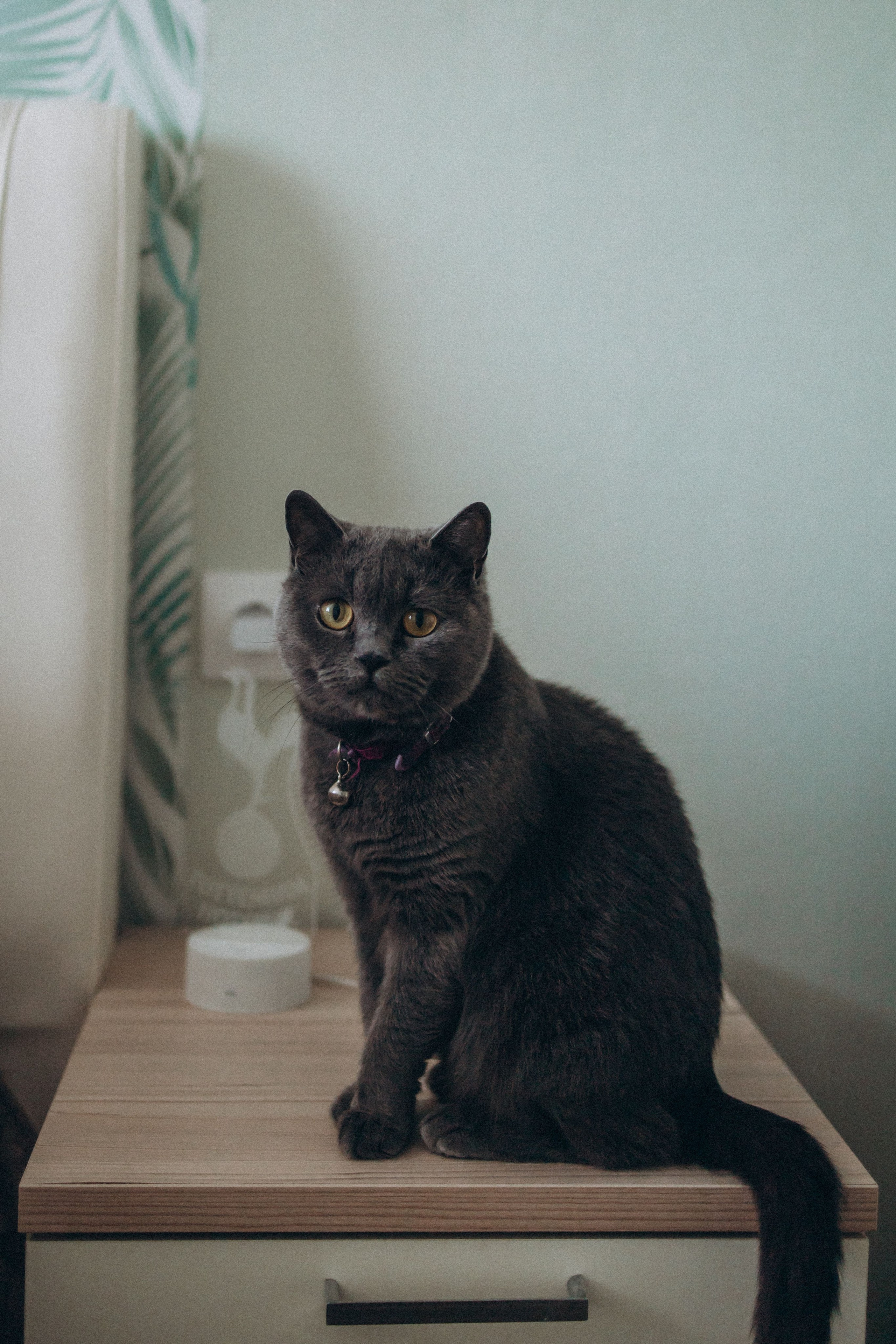 Артем Юля Лиза и кошка Мяу. Семейный фотограф Нижневартовск Тюмень Ефимова Ирина