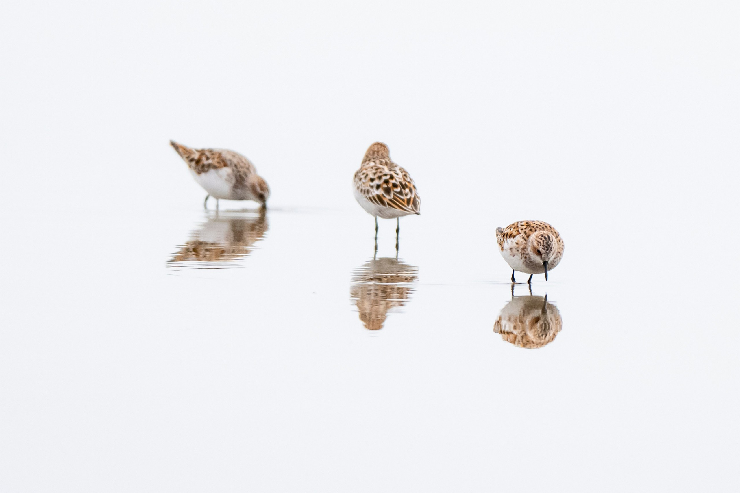 Дикая природа Дагестана. Май 2025 г. Foto-Zuev фотография как искусство