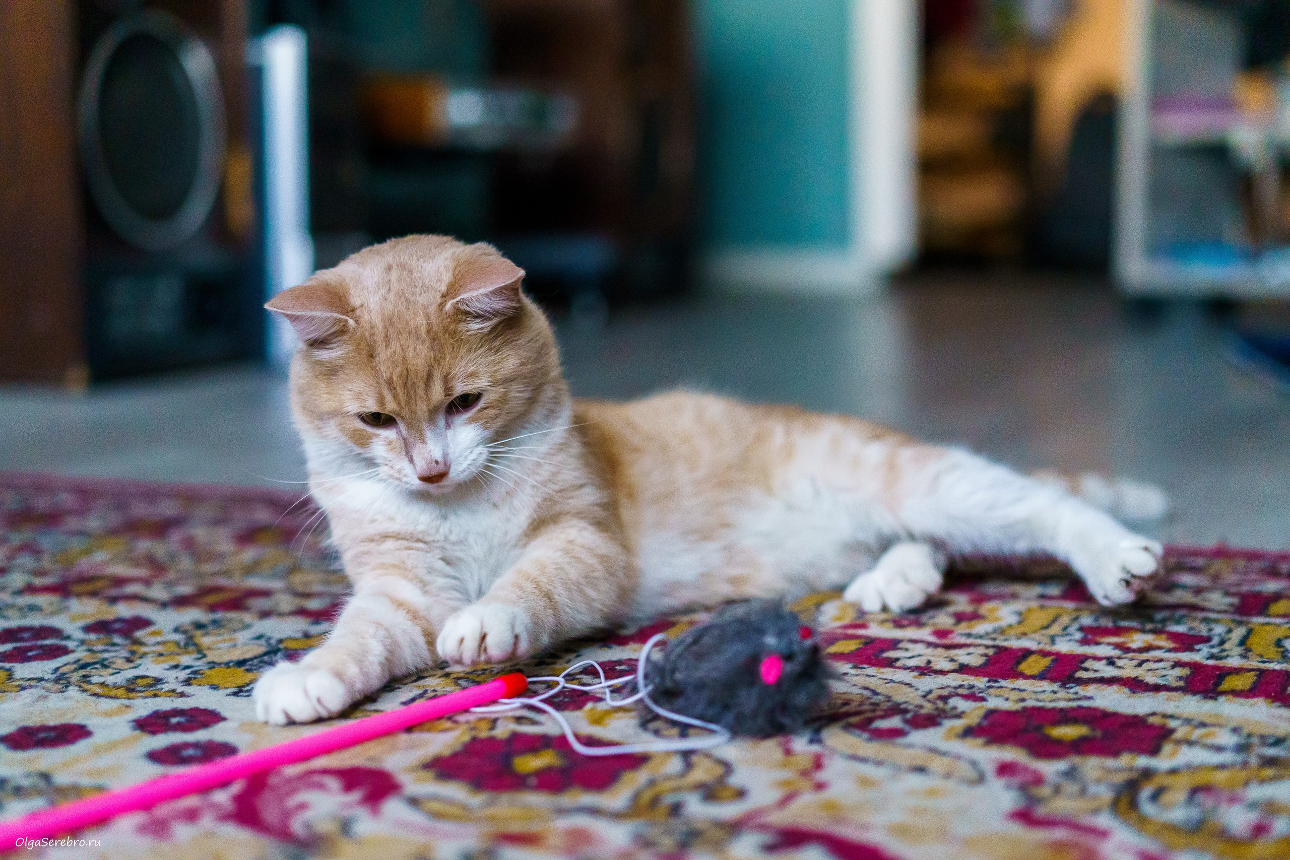 Хотела пристроить Коржика, но…. Фотограф Челябинск · Ольга Серебрякова