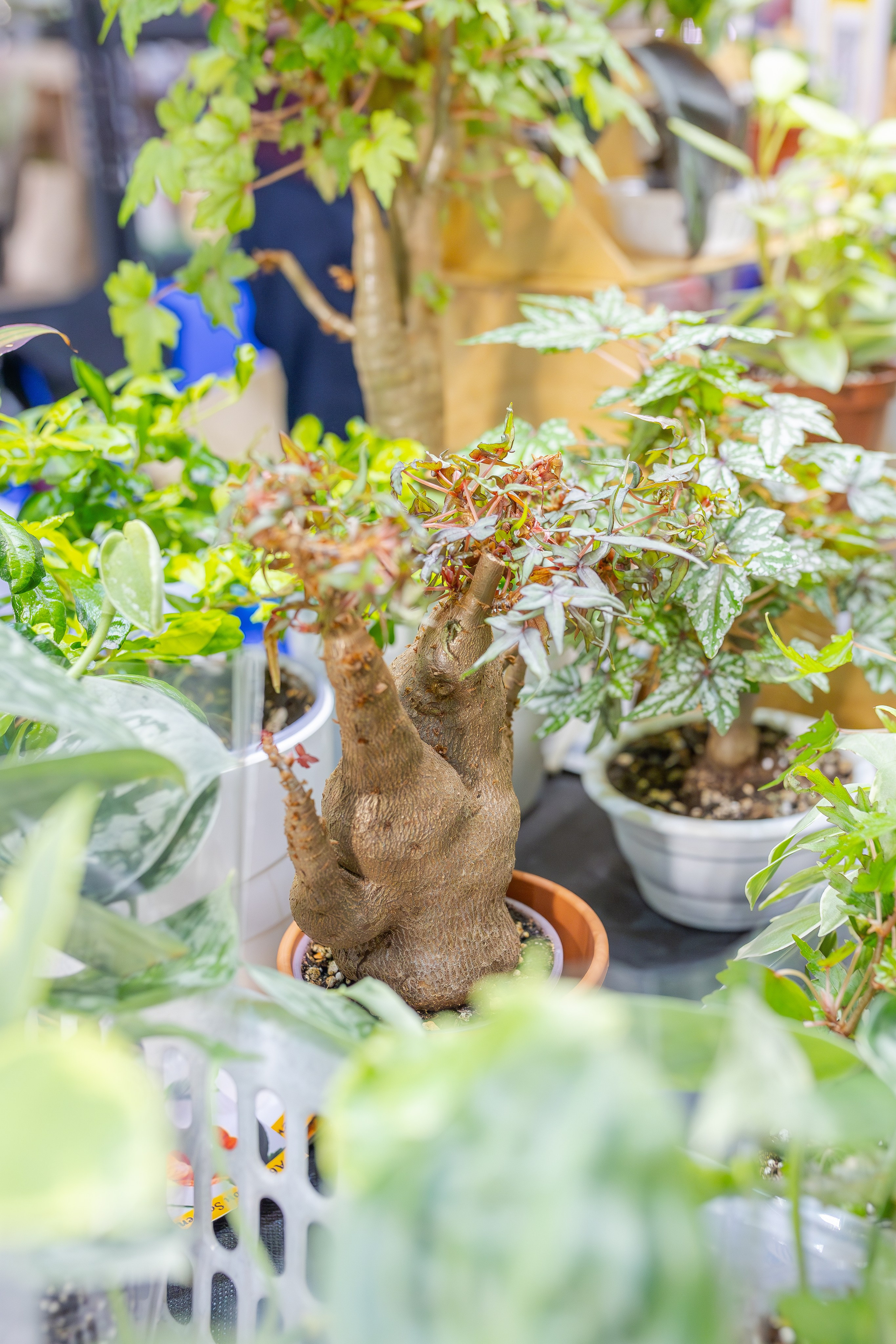 Монстериум апрель 2026. Александра Куликова фотограф, Москва